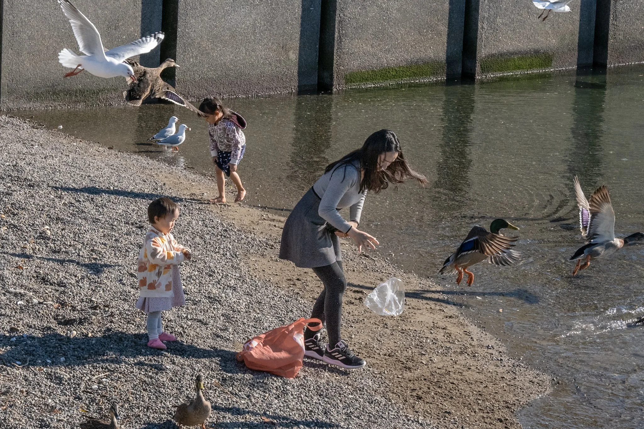 Two young girls and a woman feed ducks and seagulls on a pebble beach by the water. Birds are flying and swimming near them.