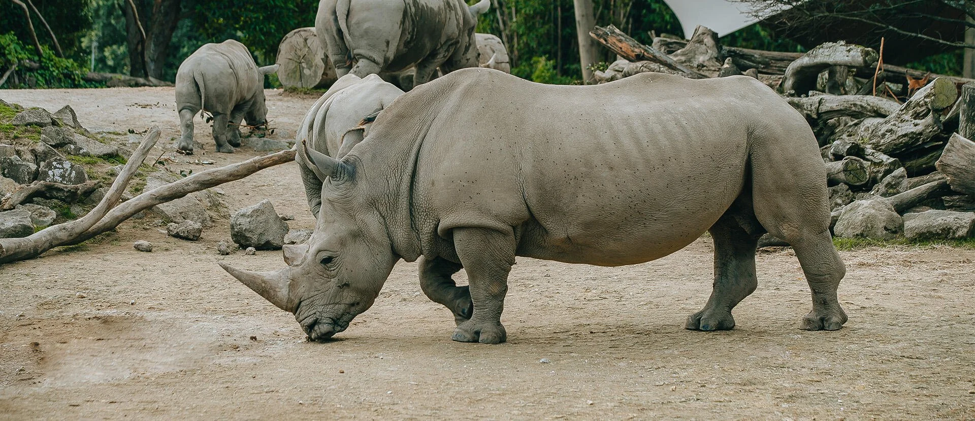 Auckland Zoo Bids Farewell to Beloved Southern White Rhino Zambezi, a Conservation Icon