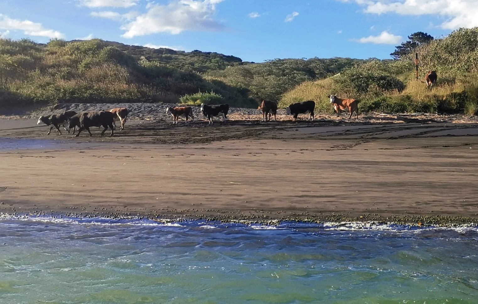 TeAkau_wild_cows.jpg