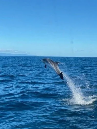 dolphin.jpg