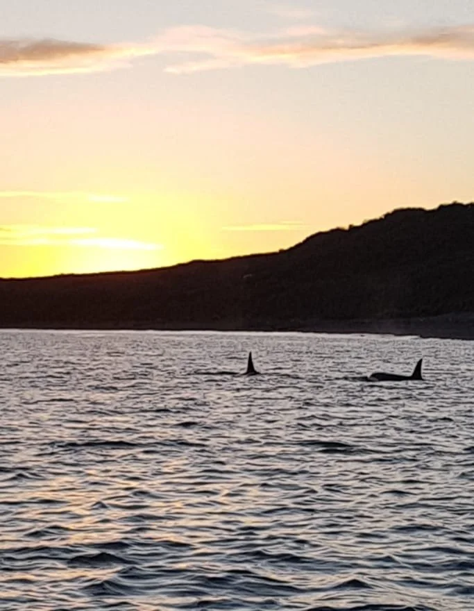 Orca.jpg