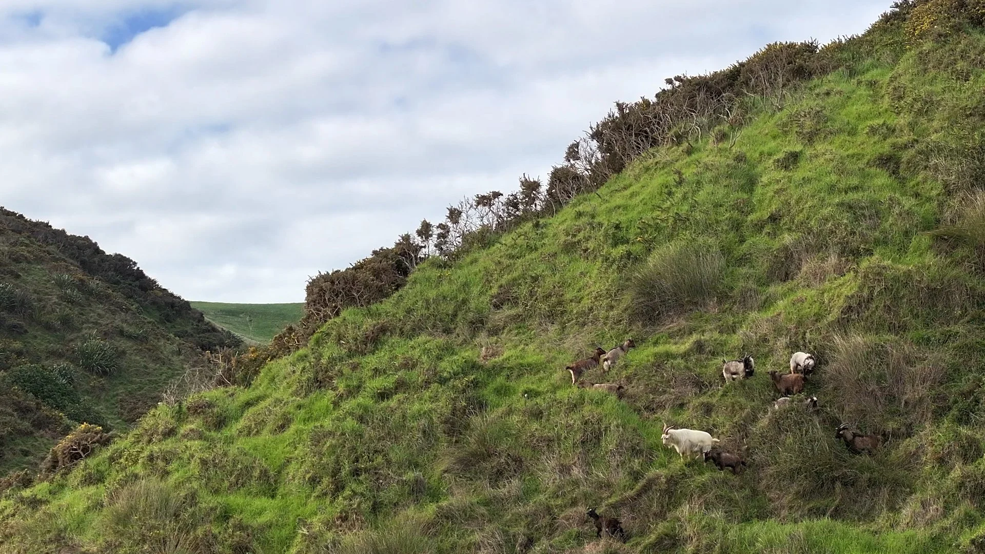 Wild_Goats_TeAkau.jpg