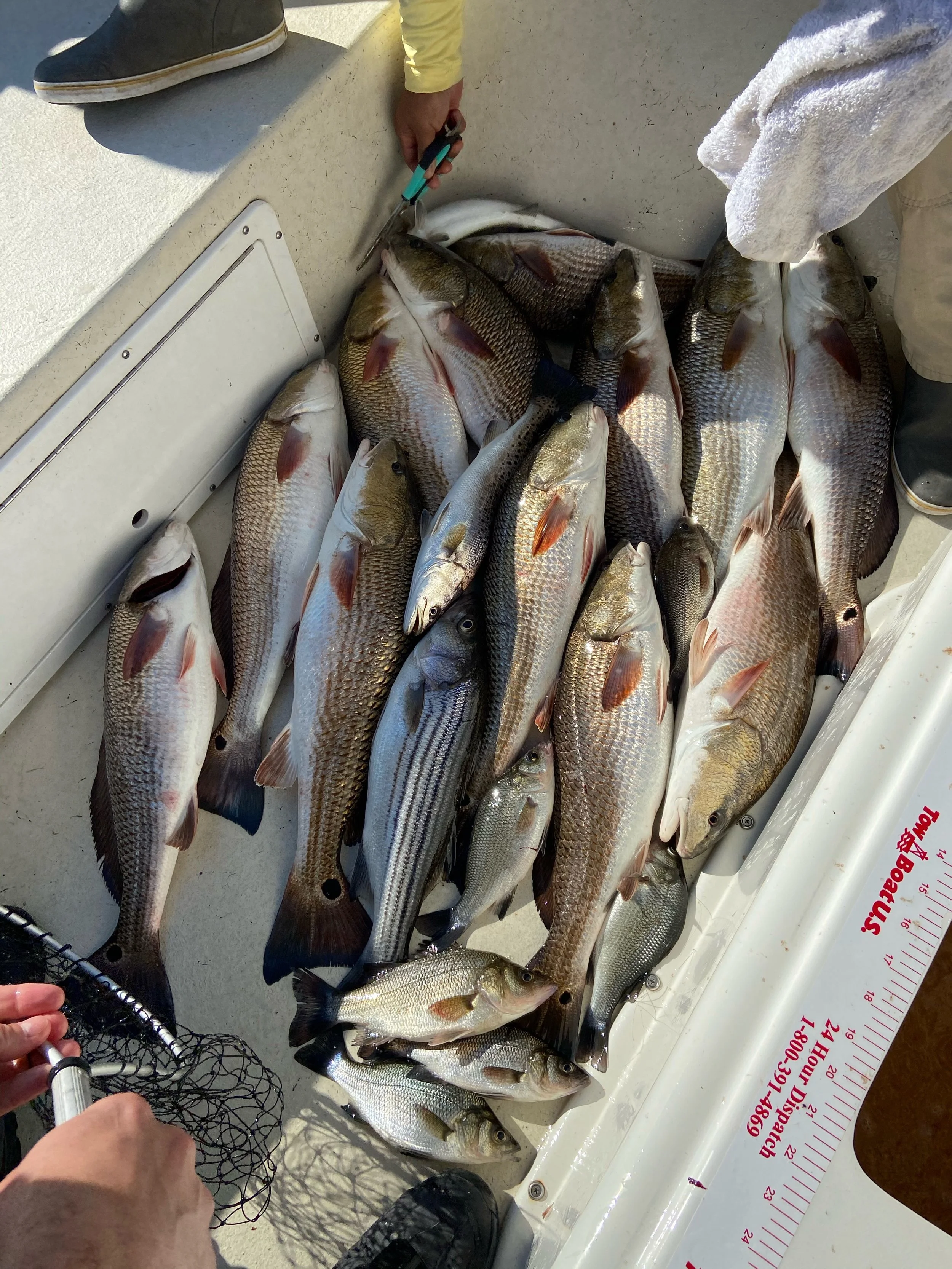Various freshly caught fish lying in a boat with a person using a tool, and a person's hand holding a fish net.