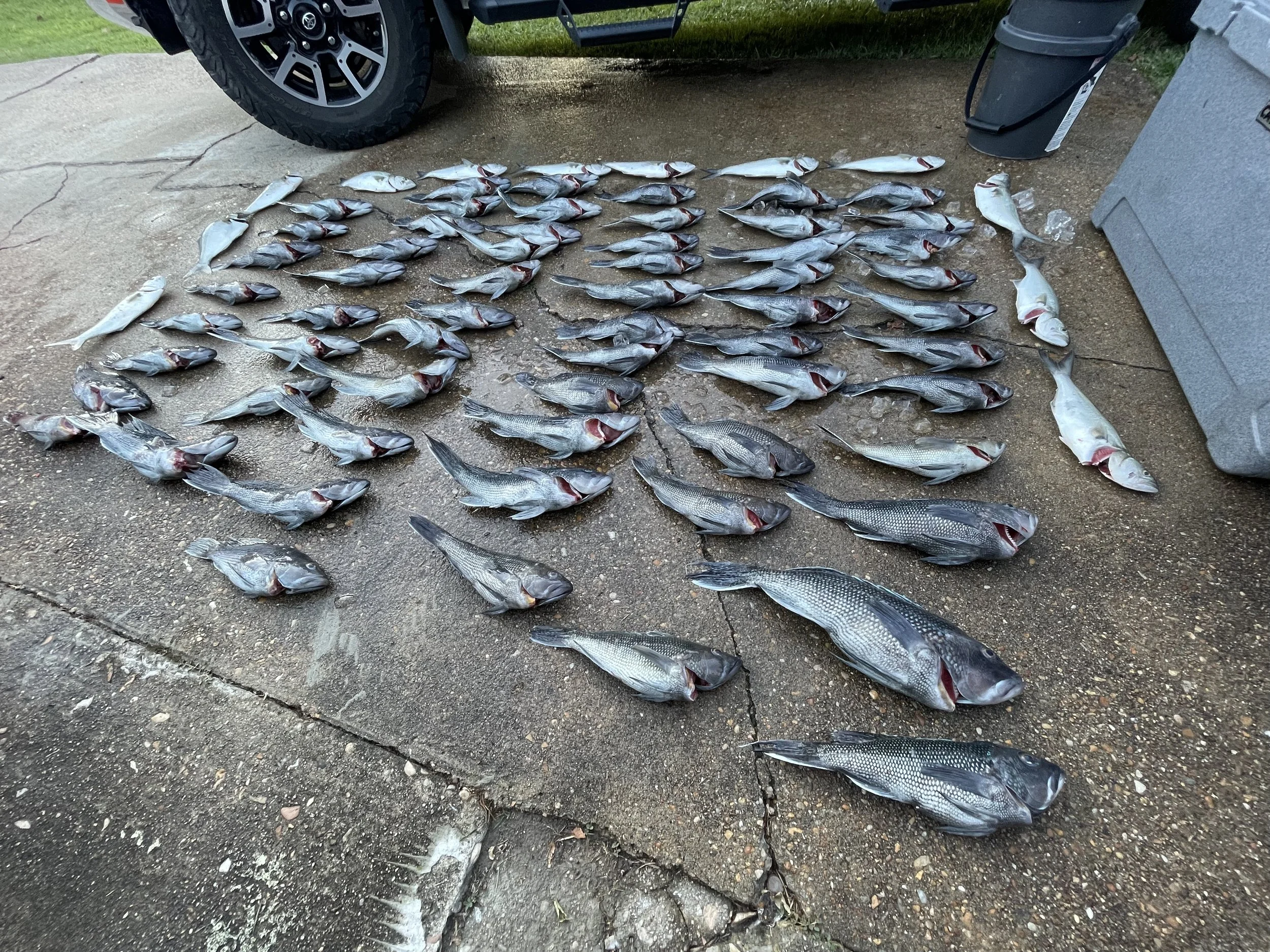 Numerous freshly caught fish, including perch and possibly other species, are laid out on a concrete driveway. A vehicle tire, trash cans, and a storage bin are visible in the background.