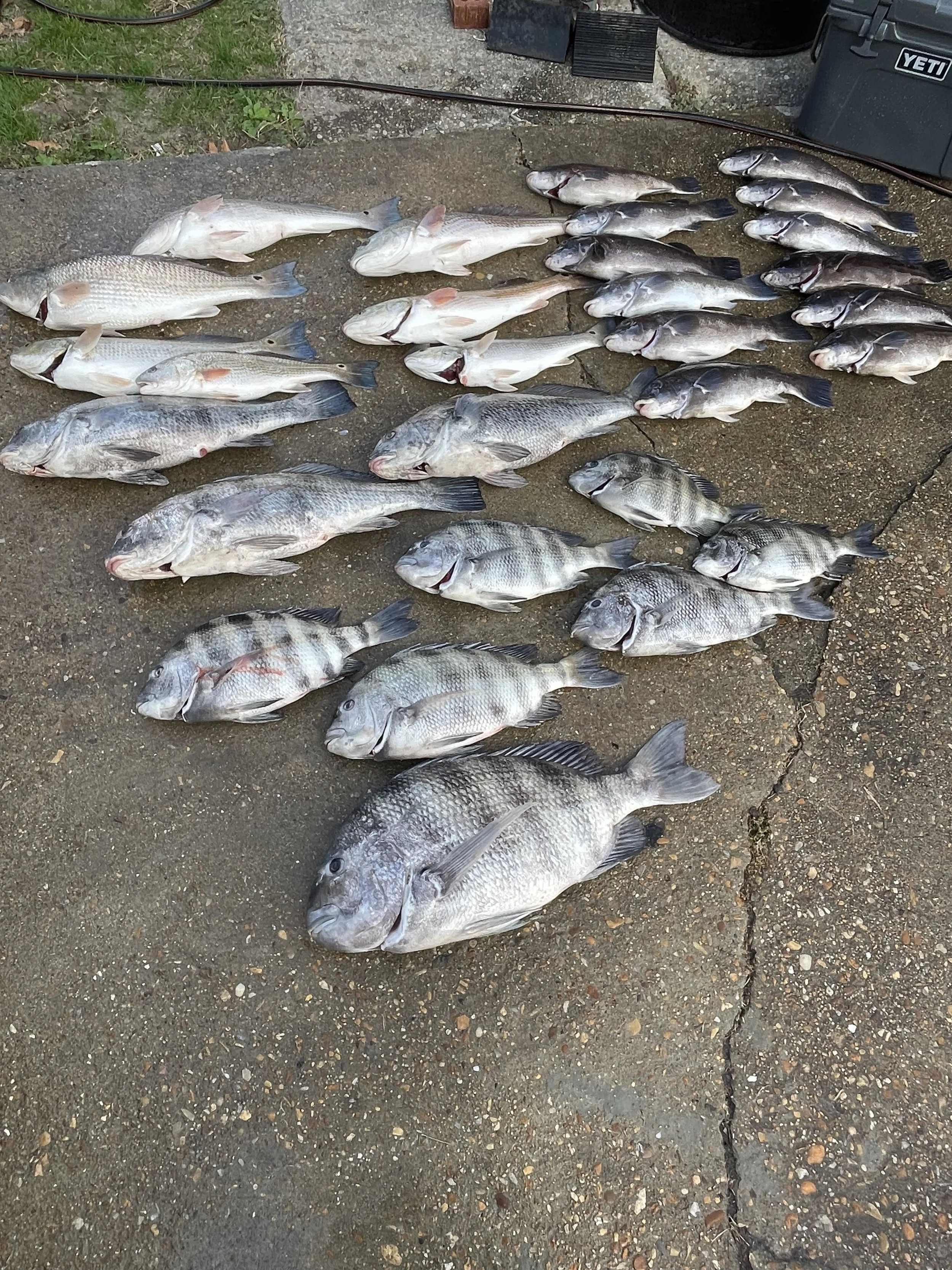 Multiple fish of various sizes laid out on a concrete surface, with some in small groups and one large fish in the foreground, outdoors near some equipment and grass.