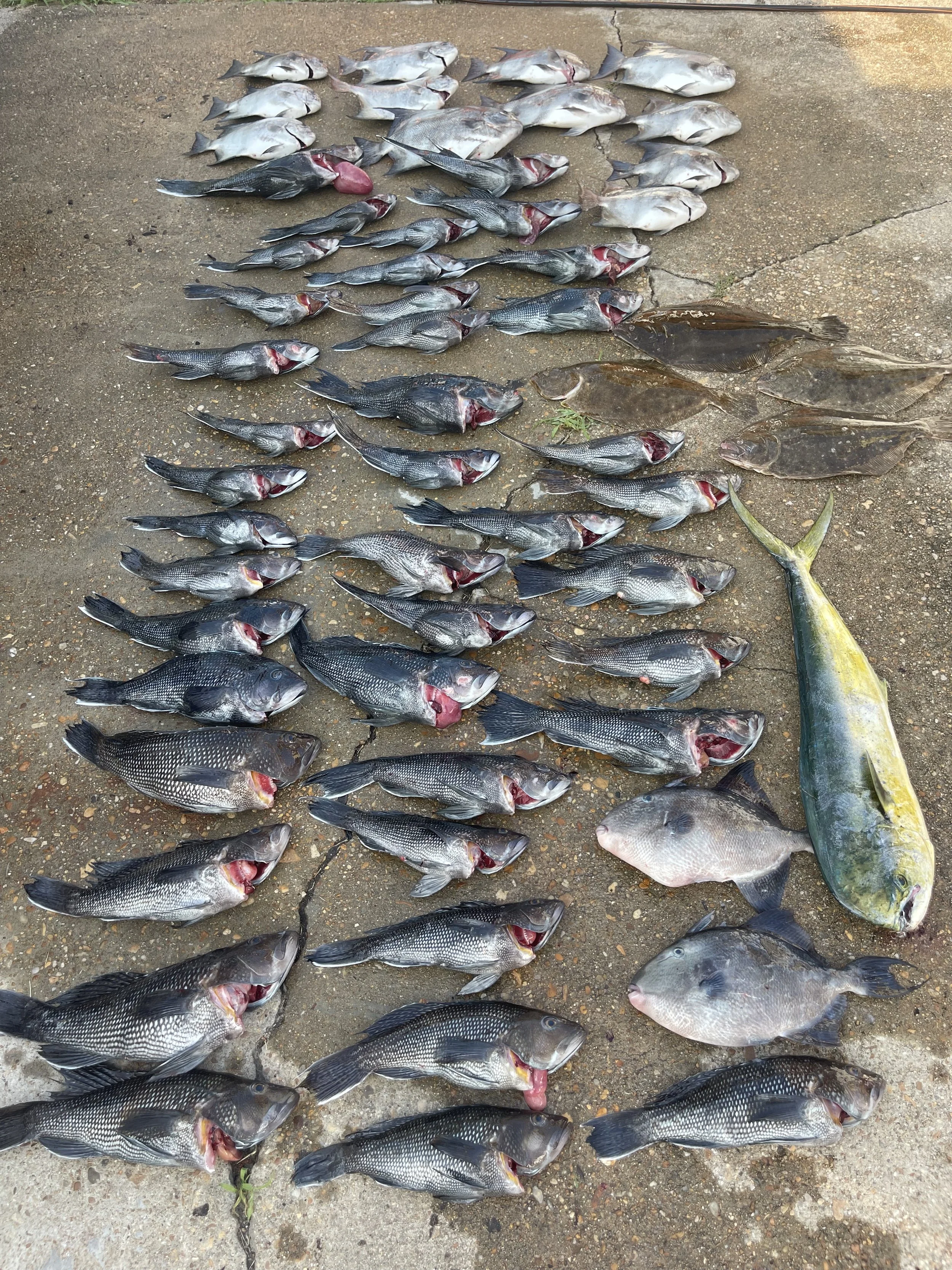 Multiple caught fish displayed on the ground, including several small fish, a larger fish with a yellowish-green coloration, and other various types of fish.