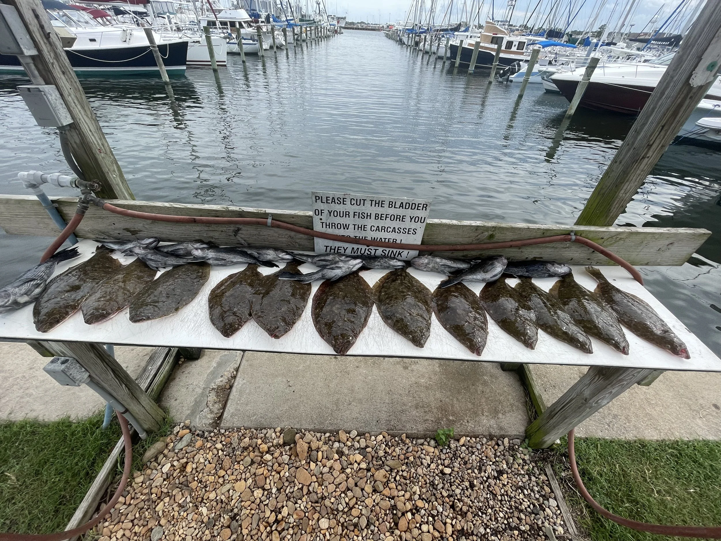Flat surface with fish and flatfish, some of which appear to be flounder, along with a sign that instructs to cut the bladder of the fish before throwing the carcasses into the water, indicating they must sink. In the background, a marina with boats 