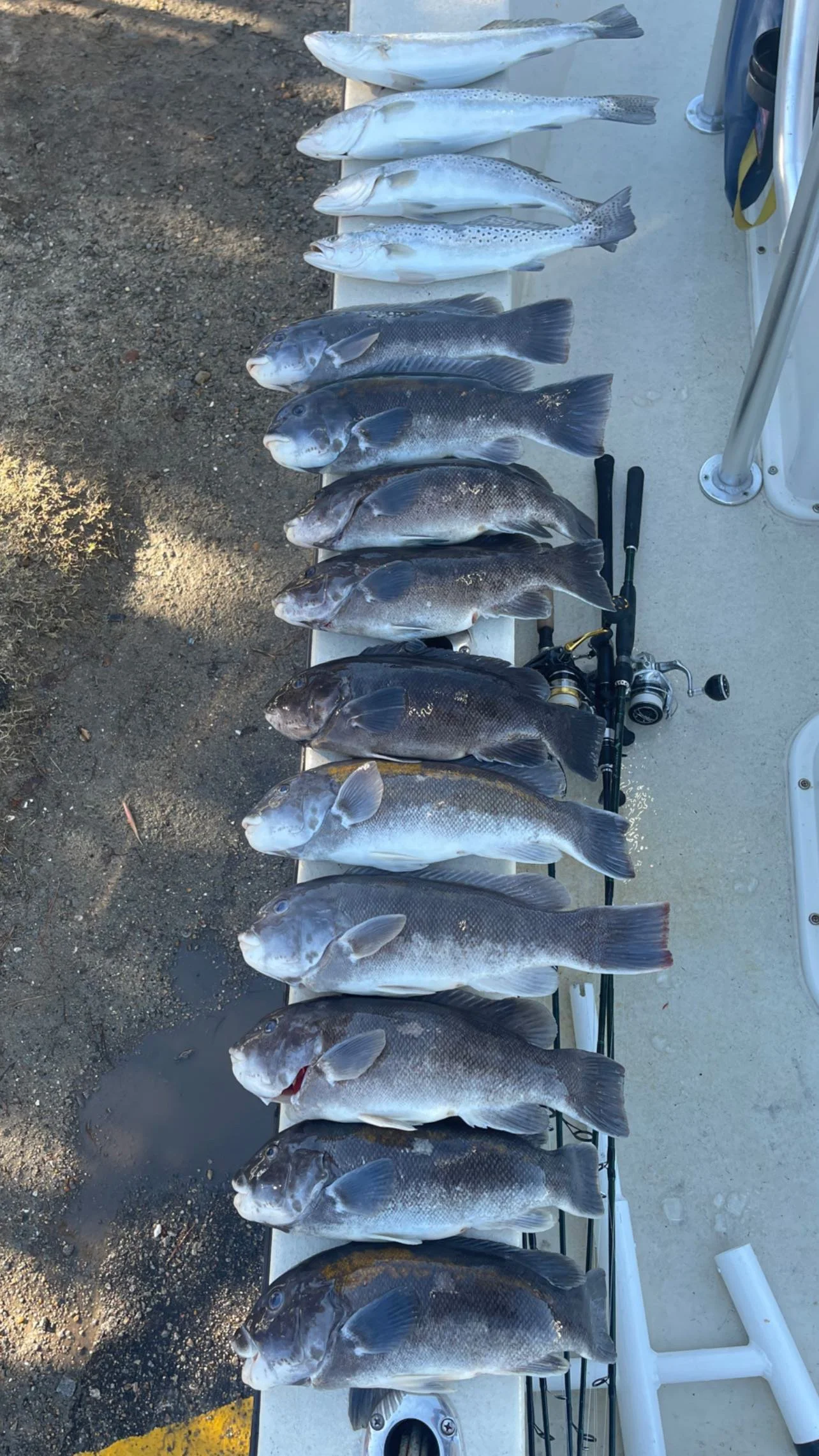 Collection of freshly caught fish laid out on a boat bench, along with fishing rods and reel.