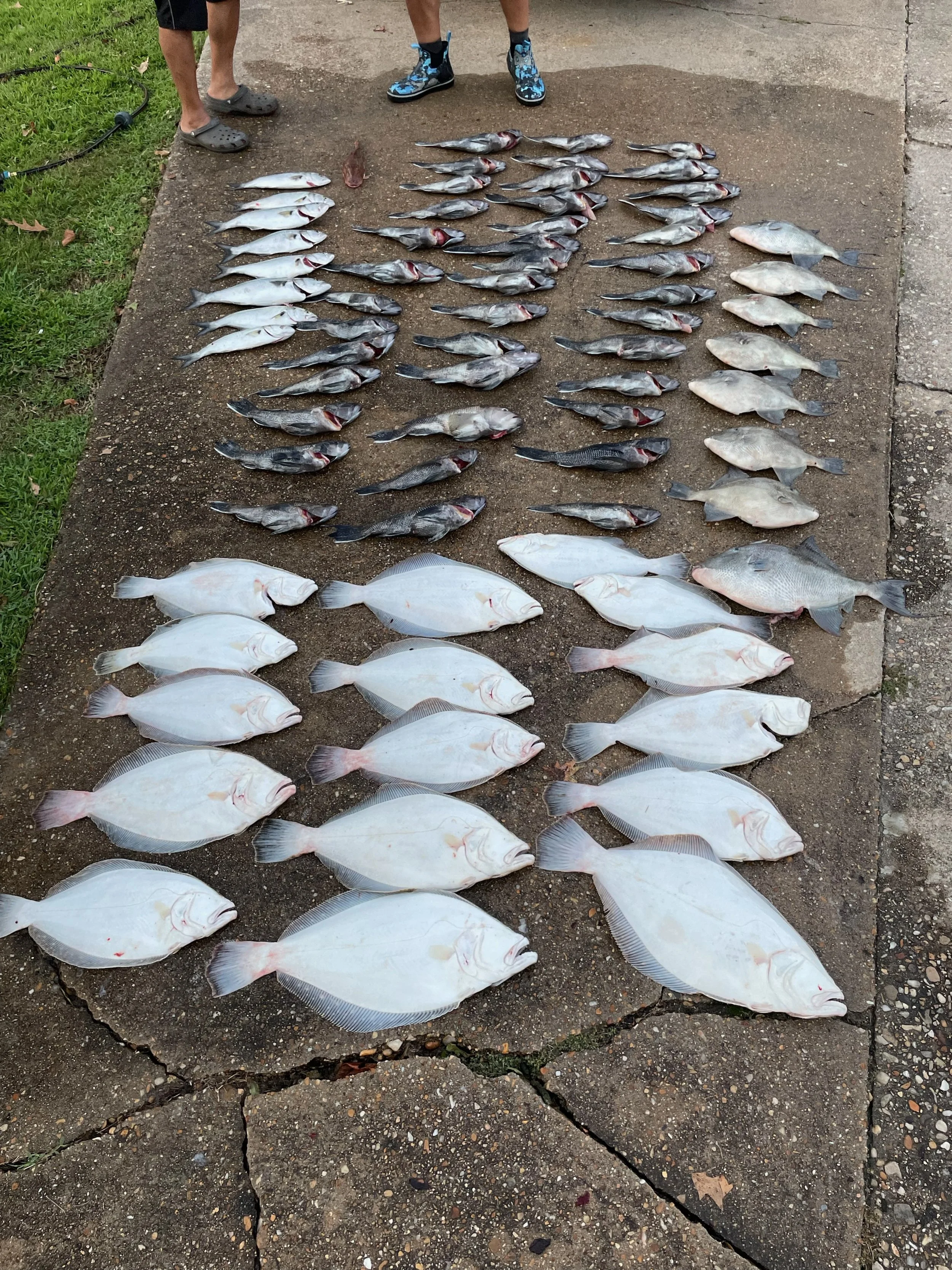 Multiple rows of freshly caught fish laid out on pavement, with people standing nearby.