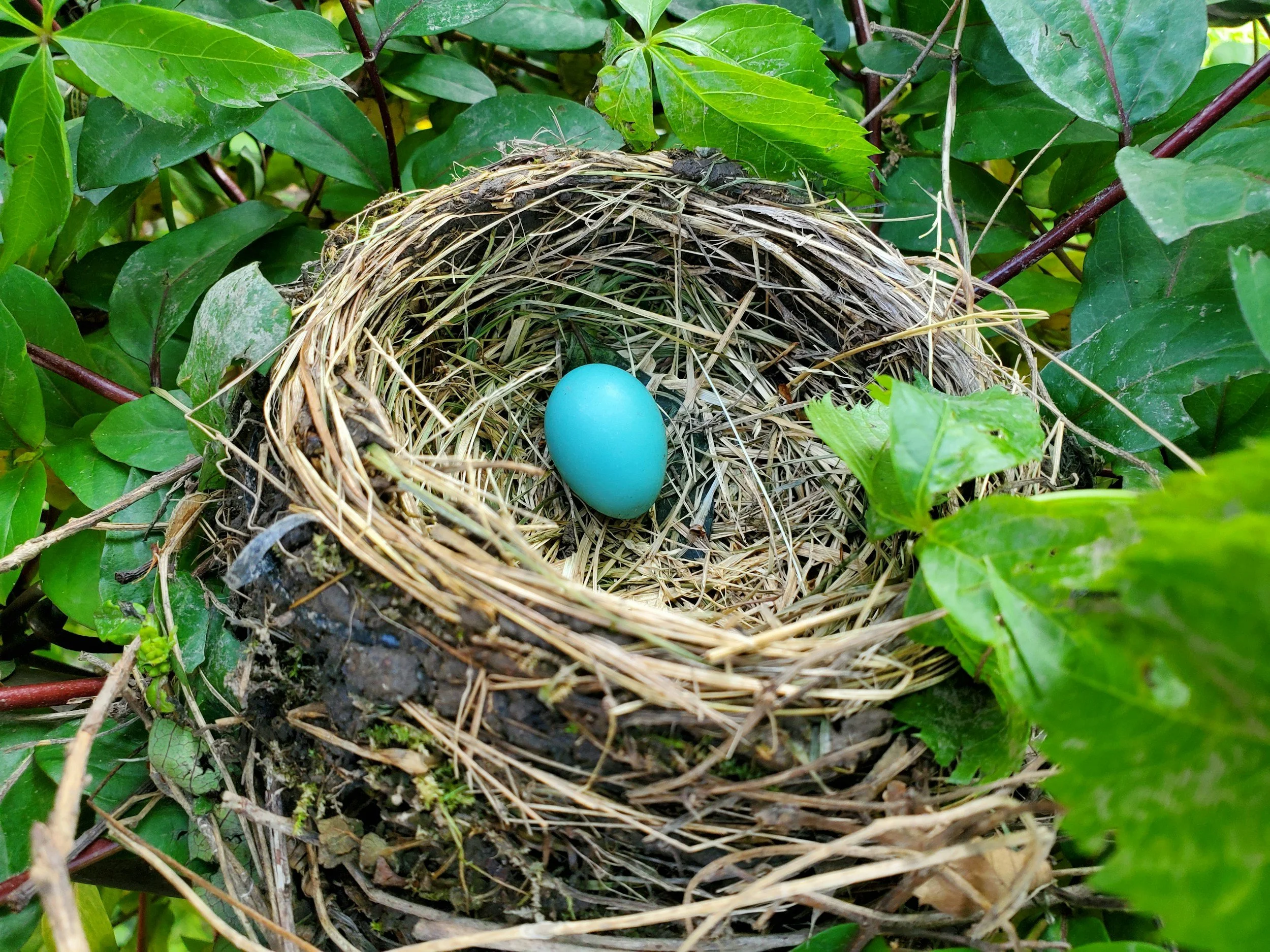 A blue egg in a bird's nest made of twigs and grass, surrounded by green foliage.