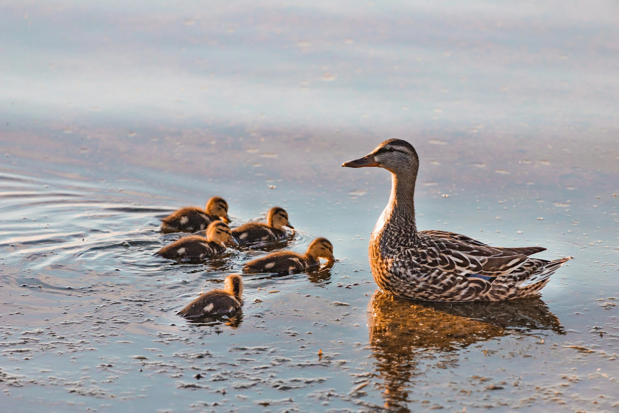 A mother duck with brown and black feathers, swimming in water, leads a group of six ducklings with yellow and brown fuzzy feathers.