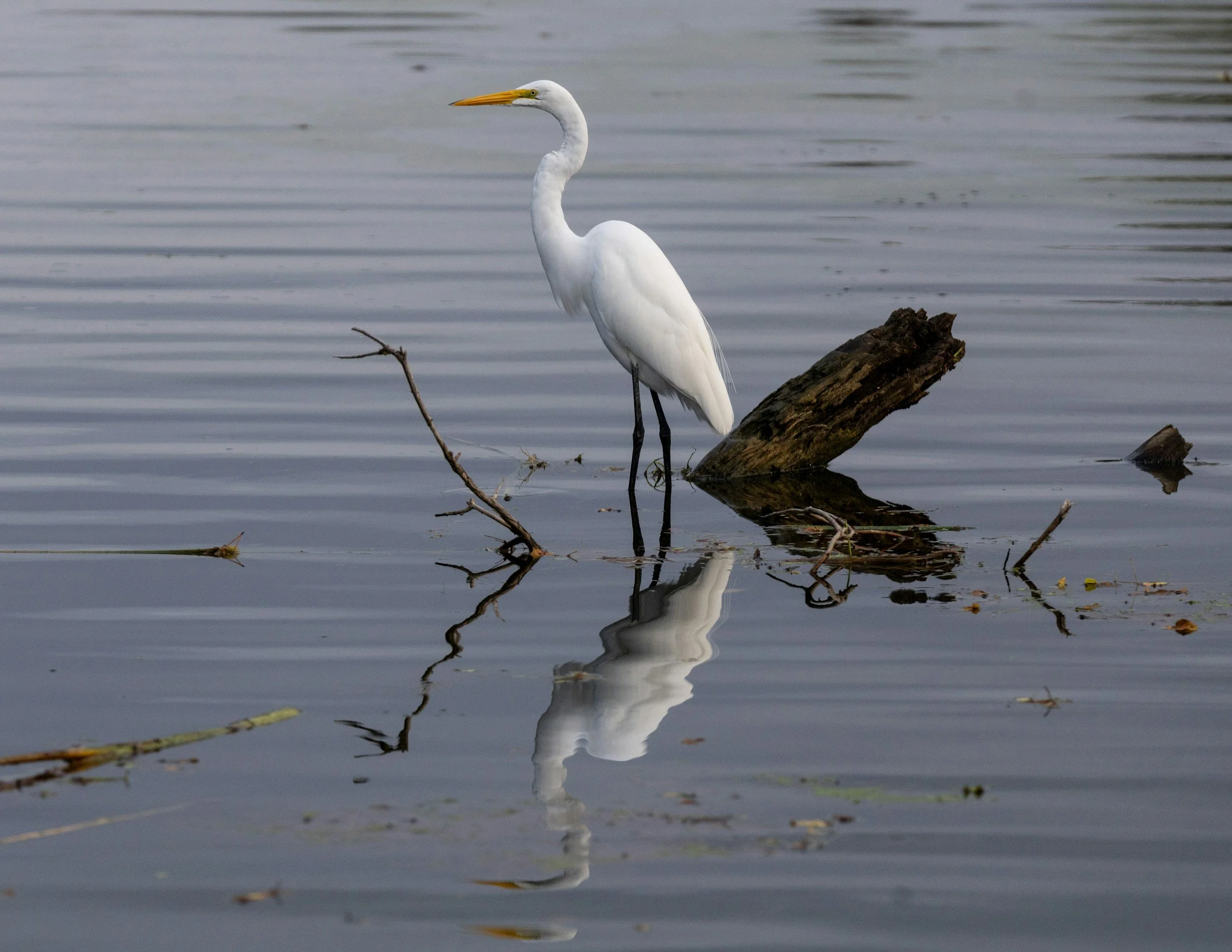 A white heron standing on a partially submerged log in a calm body of water, with its reflection visible. The heron has a long yellow beak and black legs, and there are small branches and debris floating on the water.