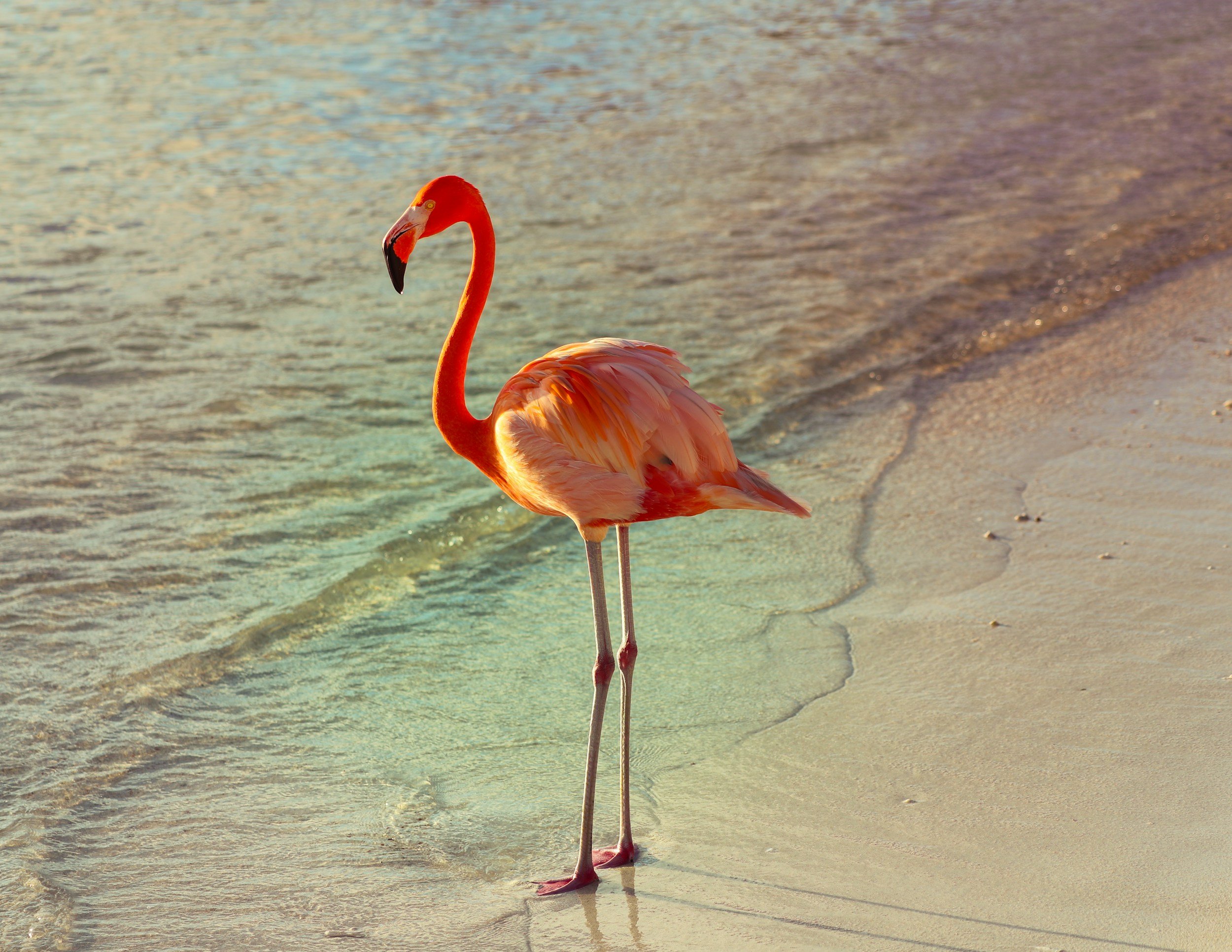 Pink flamingo standing on sandy beach near water.