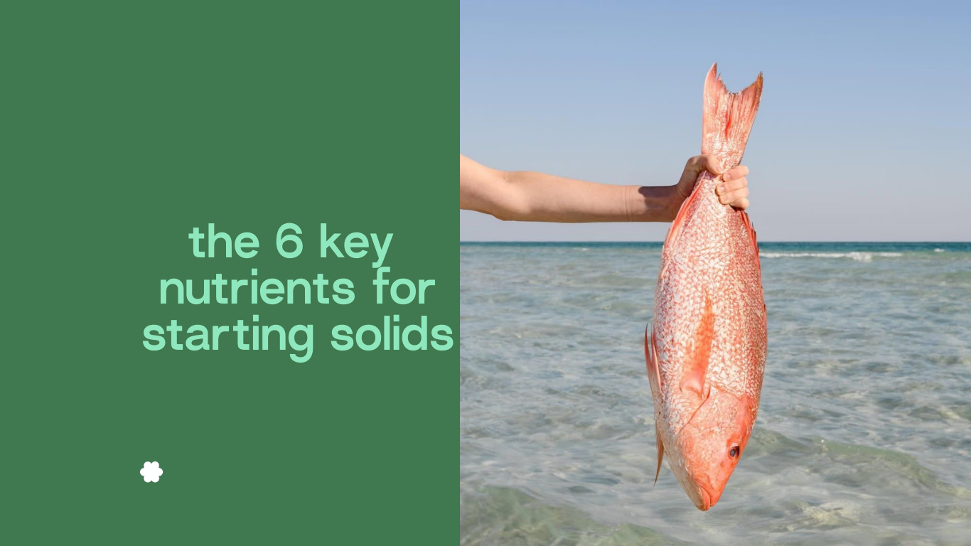 the 6 key nutrients for starting solids