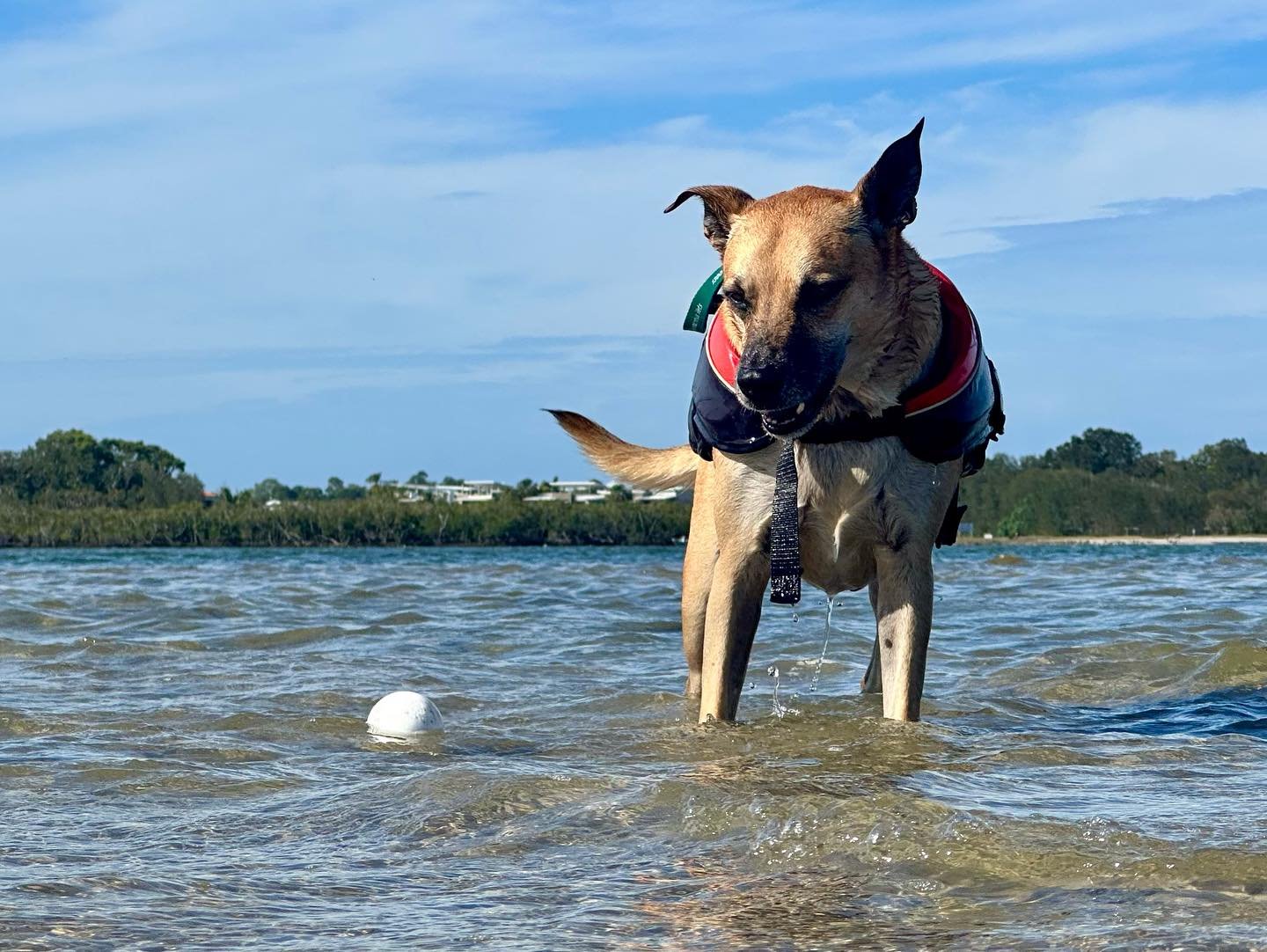 Meet Needy Nelly: the dog who walks on water! A pet in paradise!