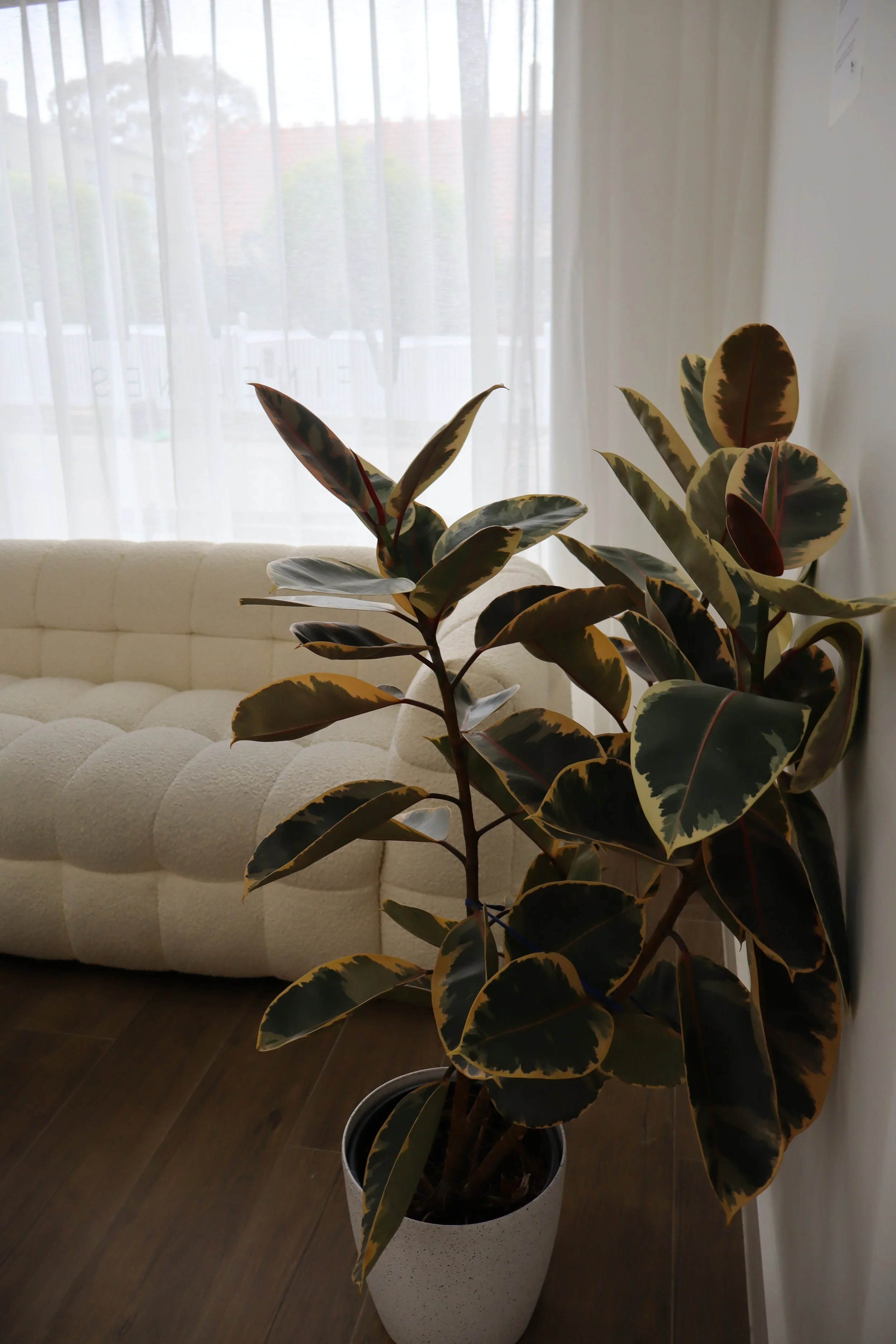 Indoor potted rubber plant with variegated green and yellow leaves in front of a window with sheer curtains.