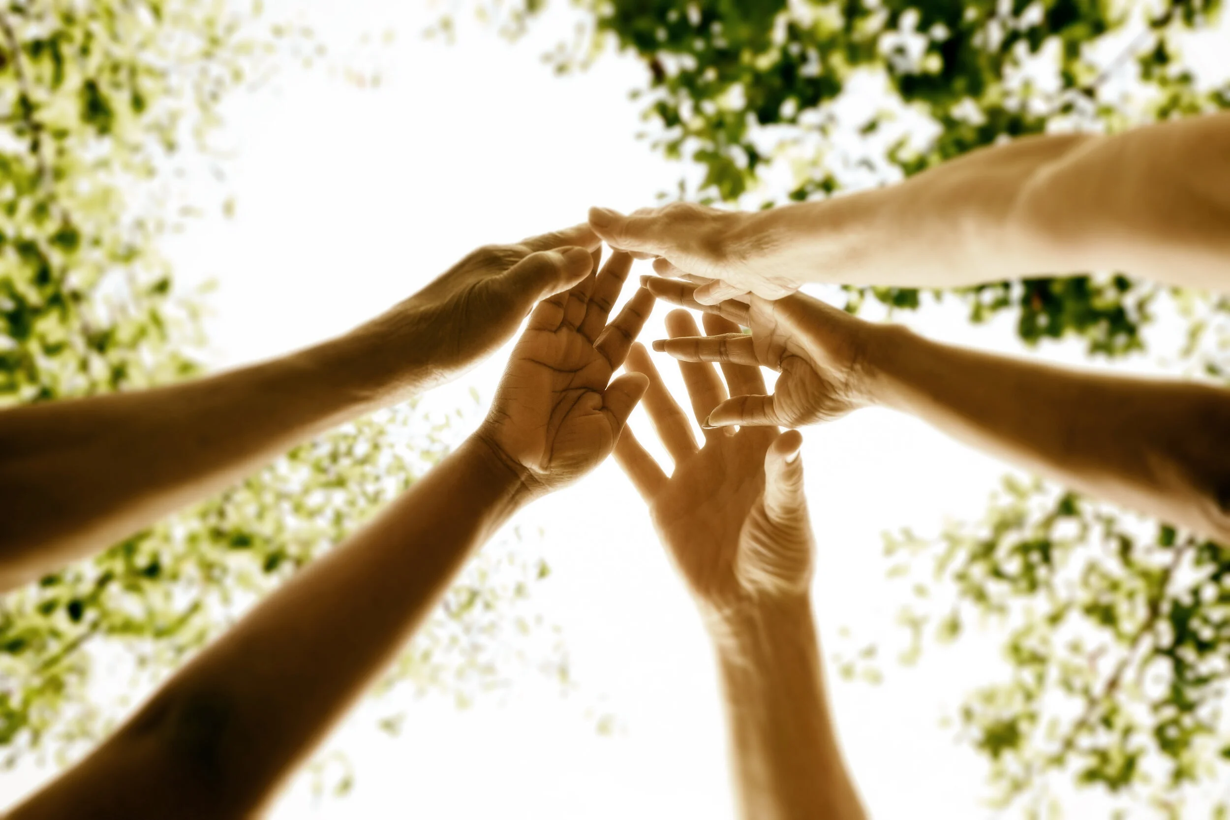 Multiple hands reaching upward against a blurred tree background
