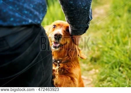 Happy dog being petted by a person outdoors