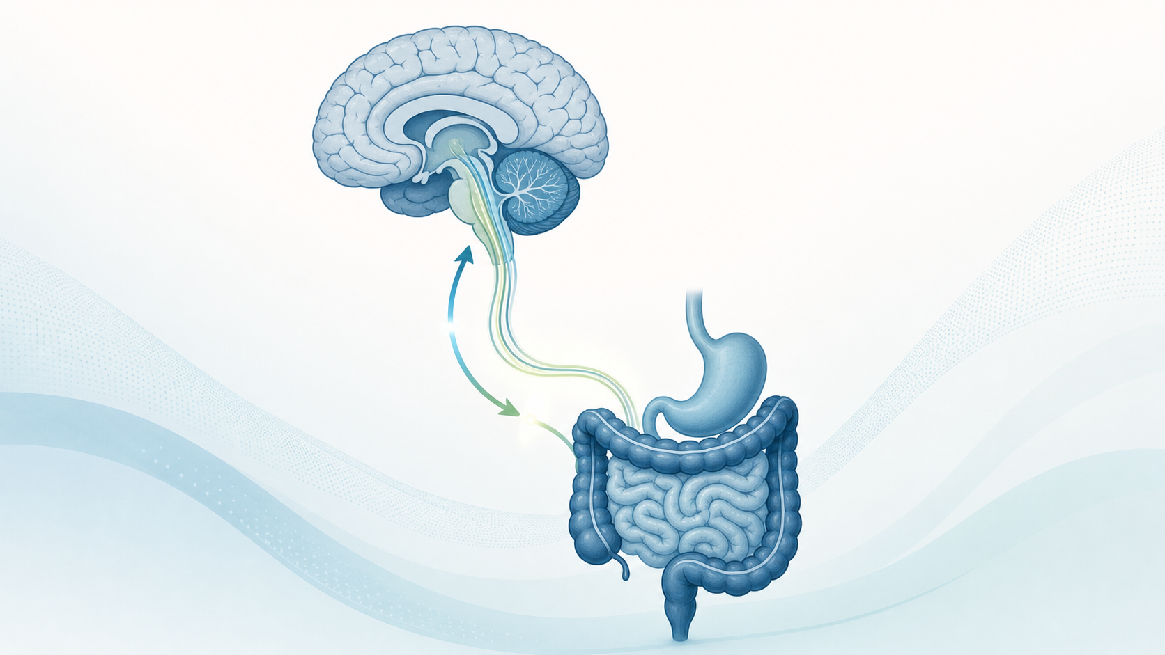 The Gut-Brain Axis and IBS: Why Anxiety, Depression, and Digestive Symptoms Are So Often Connected