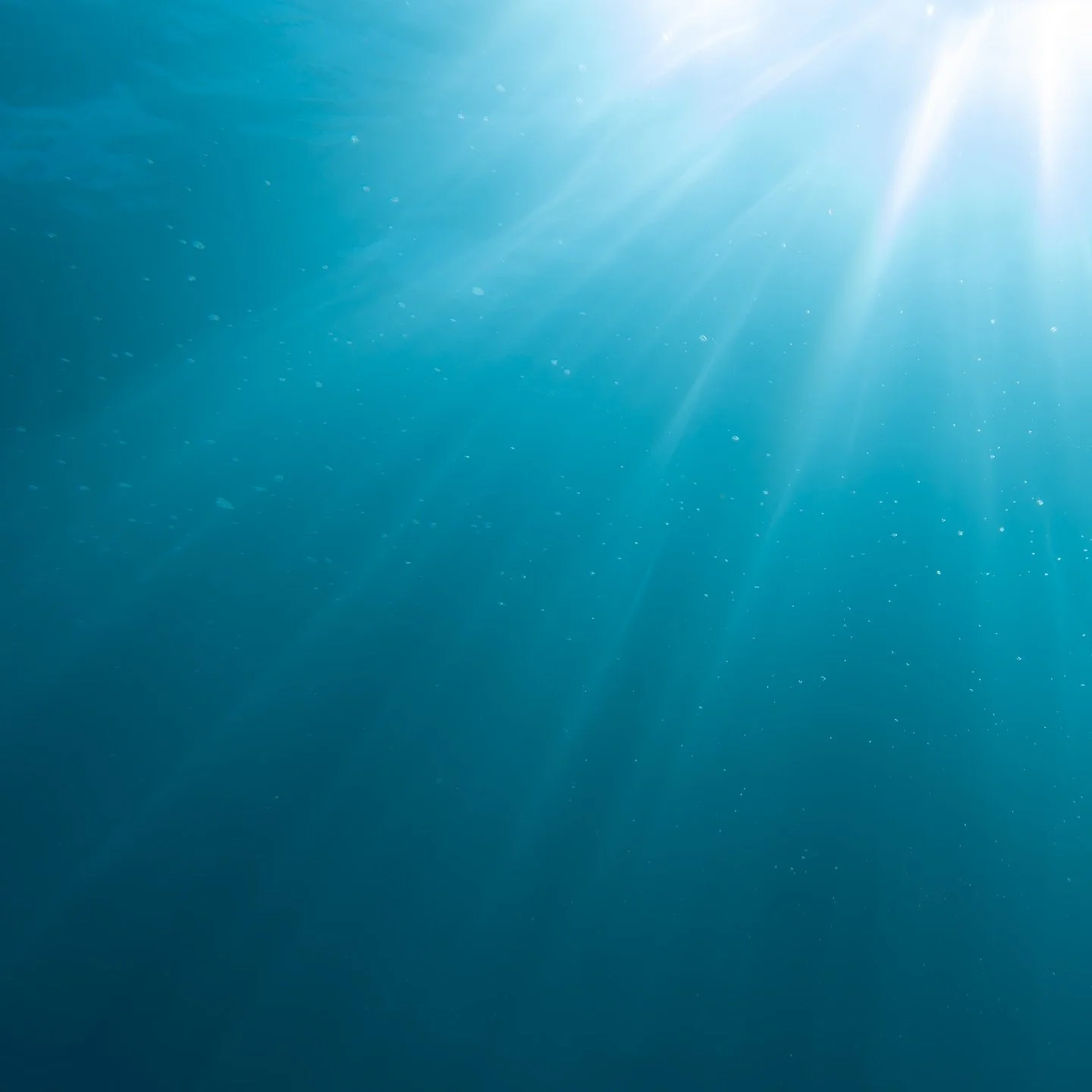 underwater stage lights ✨✨

Probably one of my favourite parts about diving is watching the light under the water. The way everything lights up as the sun comes out from behind a cloud and the rays dance between the water 💫