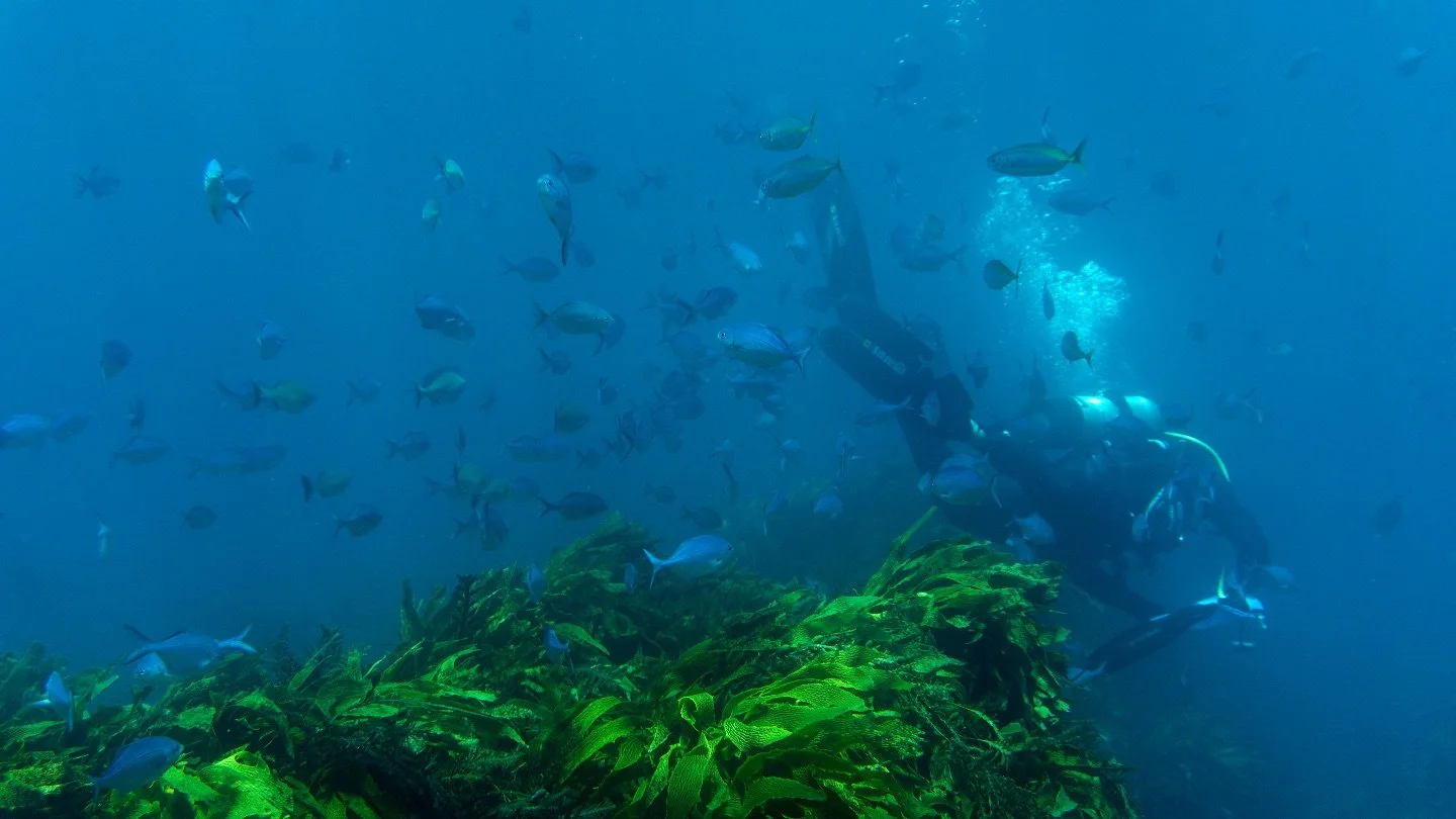 Under the sea 🦞

#diving #scubadiving #photography #underwaterphotography