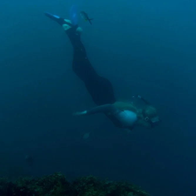silence beneath the surface 

#diving #photography #underwaterphotography #snorkelling #coromandel #newzealand #aldermans