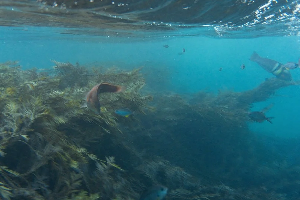 It&rsquo;s always busy down here 🐠 some sandagger&rsquo;s playing amongst the kelp at the Alderman Islands. 

#photography #underwaterphotography #diving #fish #newzealand #aldermans #coromandel #snorkelling #scubadiving