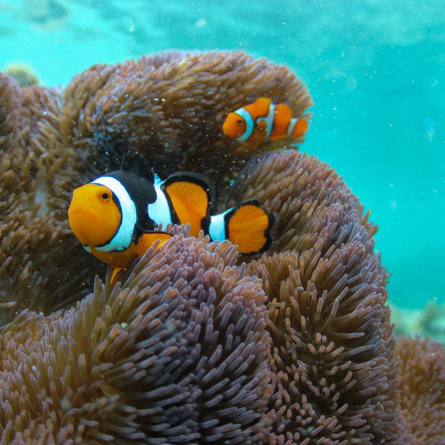 The anemonefish ~

Did you know...
🐠 All anemone fish are born male with the largest fish in the anemone transforming into a female 
🐠 They protect themselves with a mucus membrane so they are immune to the highly poisonous anemones in which they l