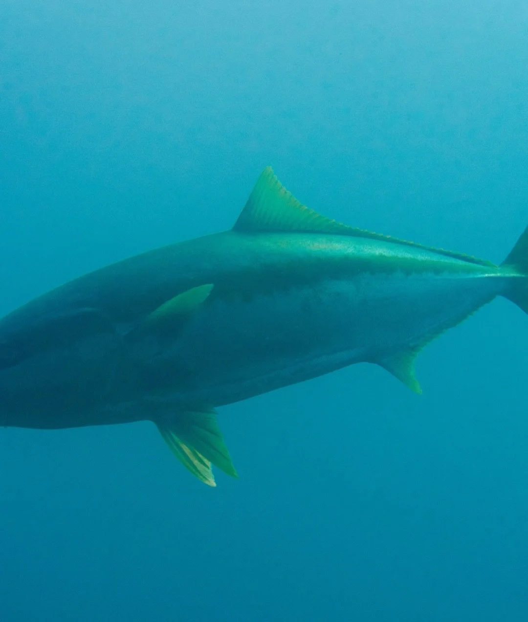 The mighty kingfish 👑