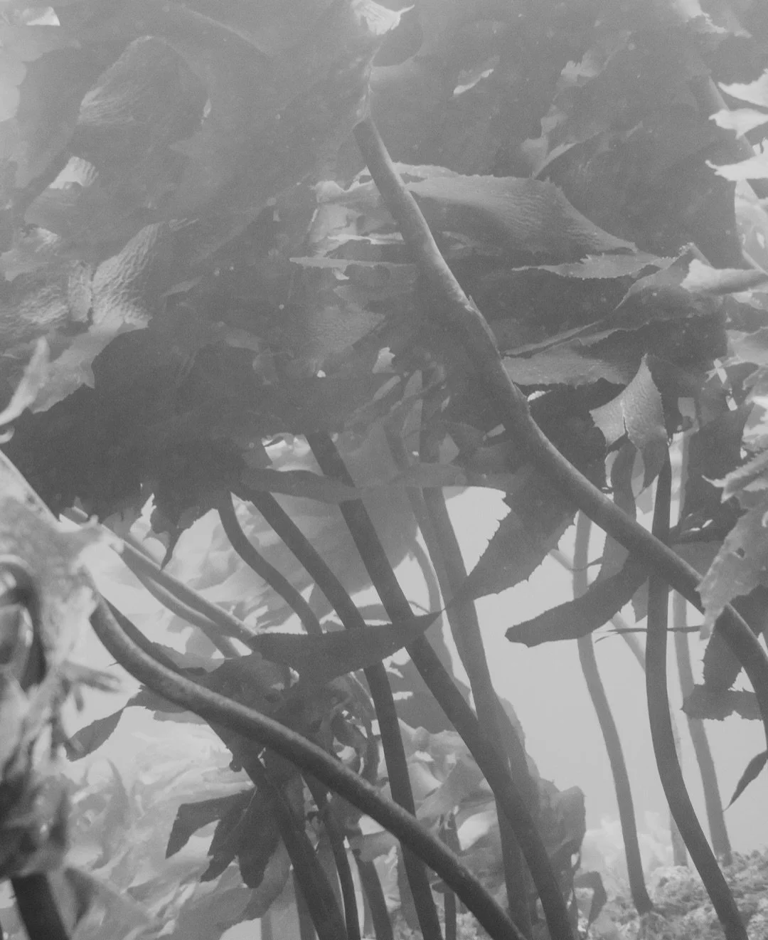 Plants of the sea 🌱

Fun fact - Seaweeds are not actually true plants as they do not have roots or vascular tissues, although they do photosynthesise like land plants they are much simpler organisms.