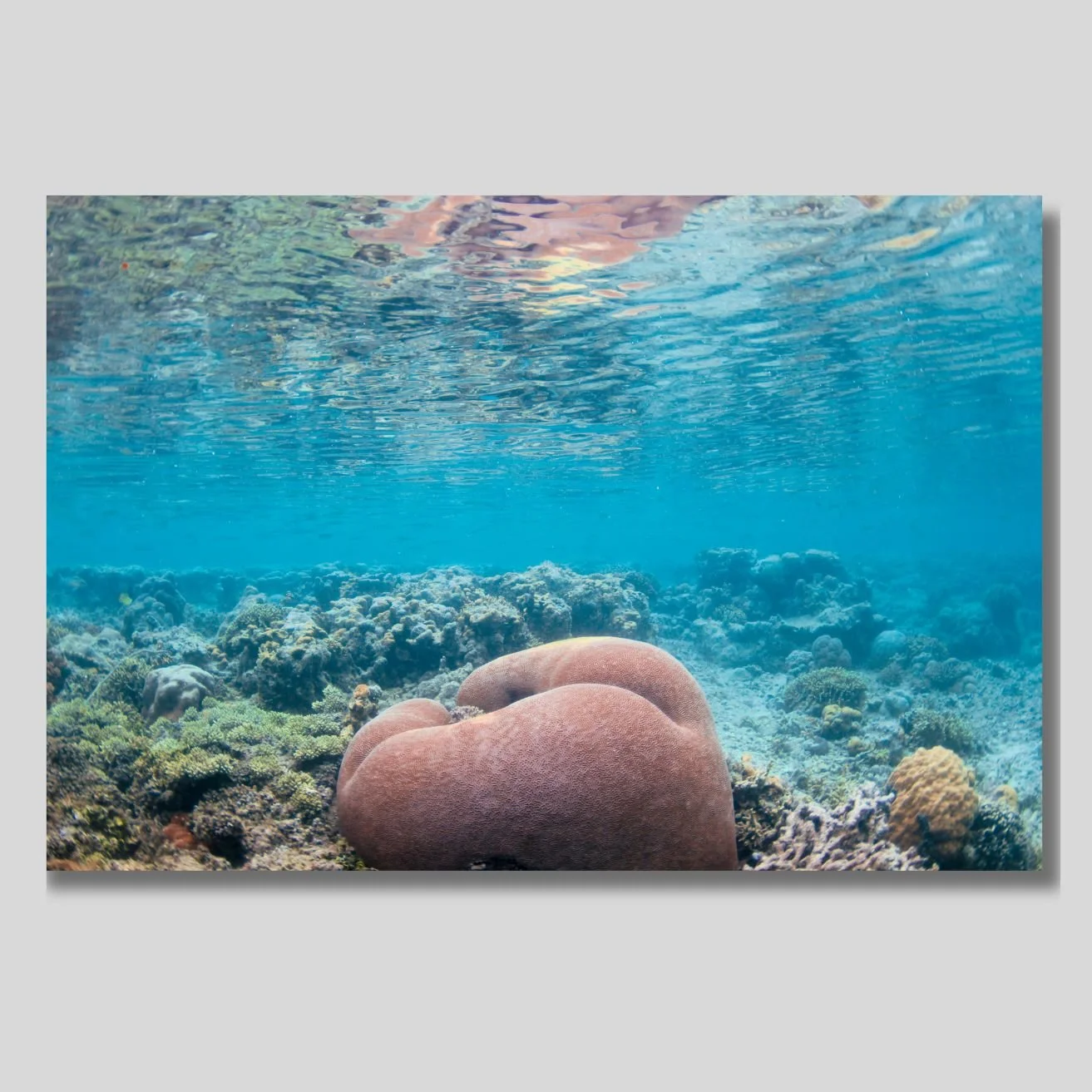 Heart of the reef nb.jpg