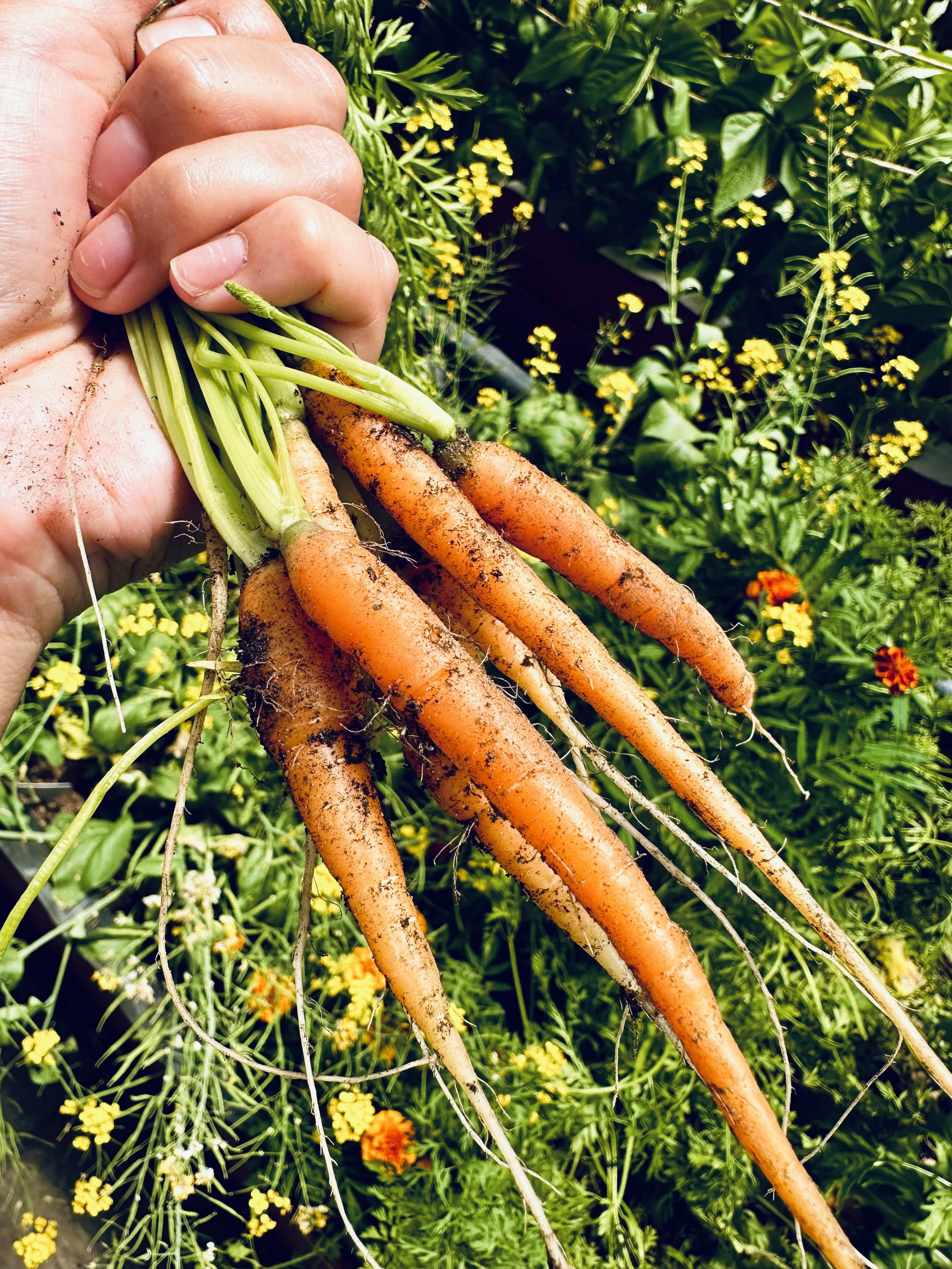A hand holding freshly harvested dirt-covered carrots against a background of green plants with yellow flowers.