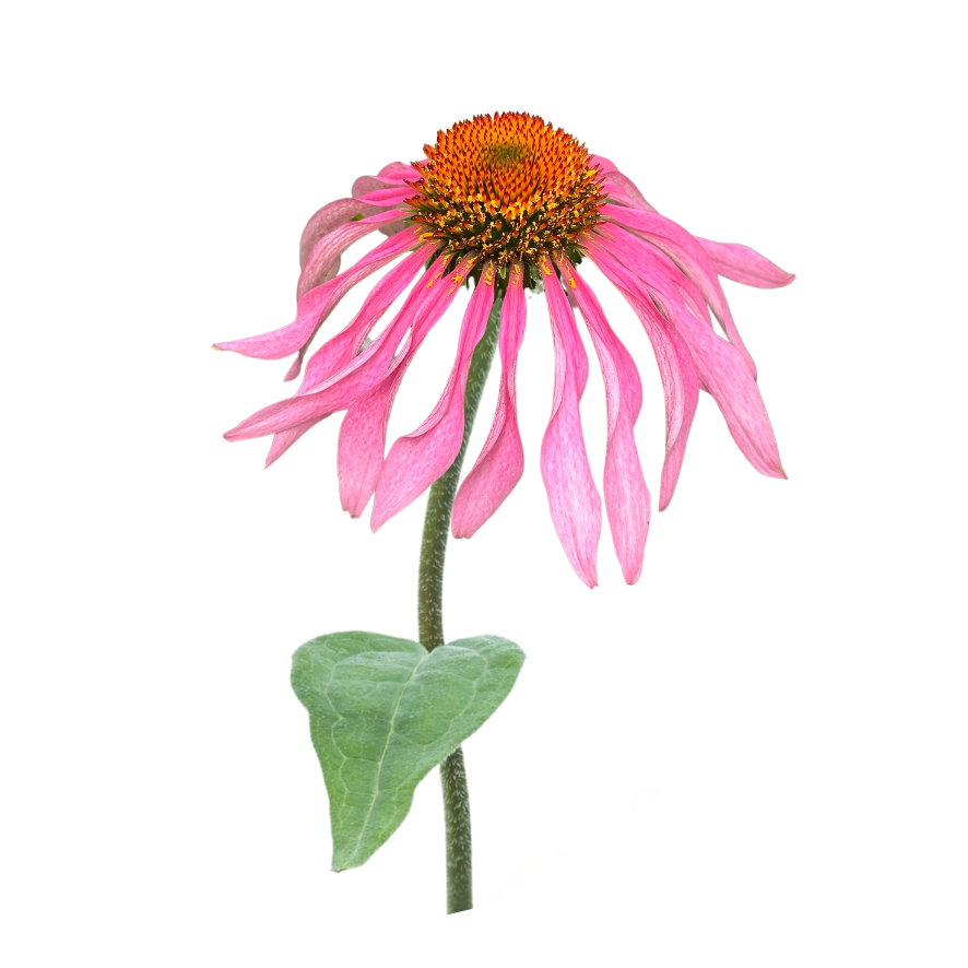 A pink coneflower with drooping petals and an orange center on a green stem with a single green leaf.