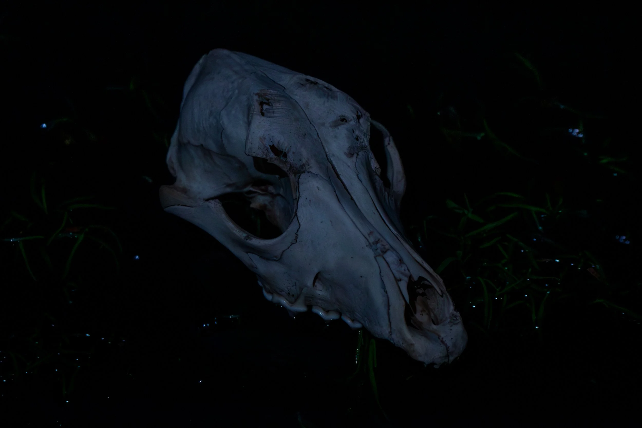 Animal skull lying on dark surface with some green grass nearby.