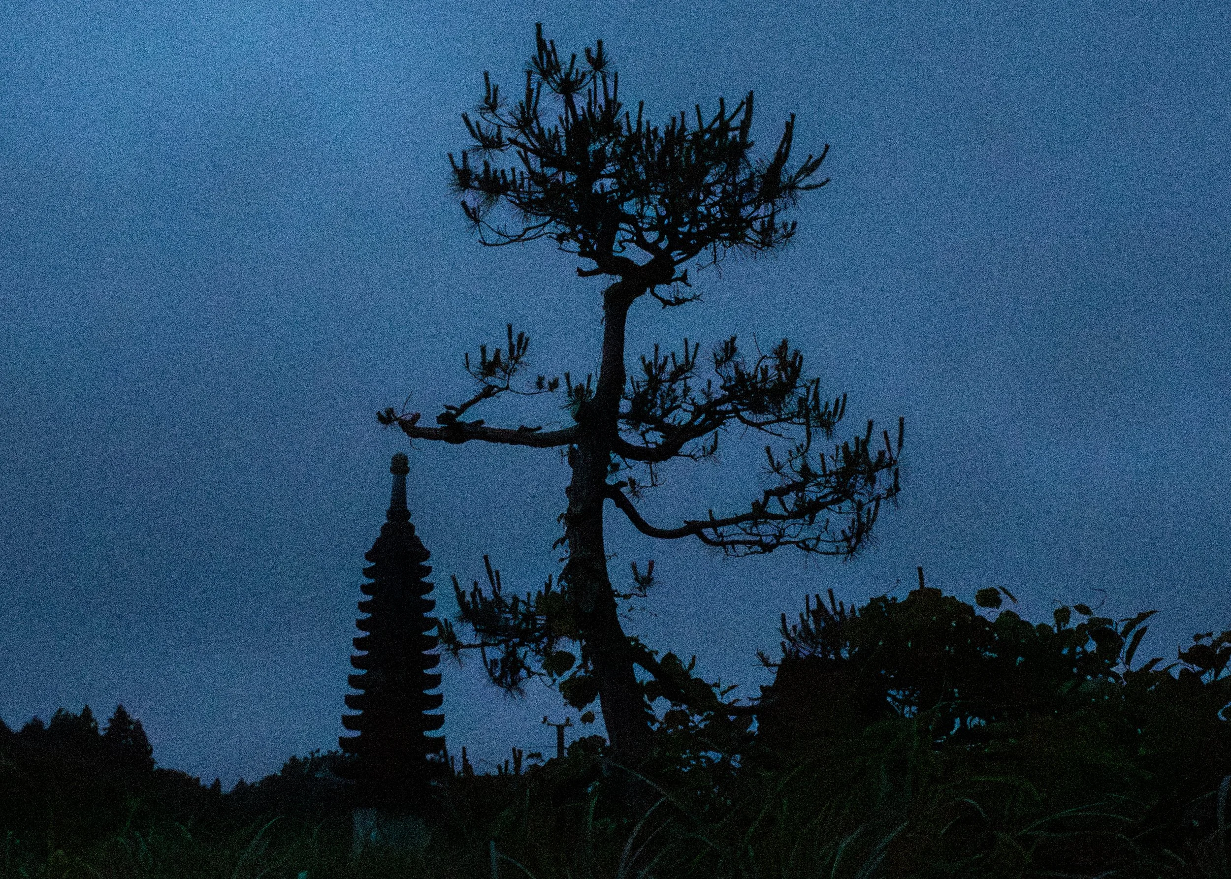 Silhouette of a tall, windswept tree in front of a traditional tiered pagoda, set against a darkening blue evening sky.