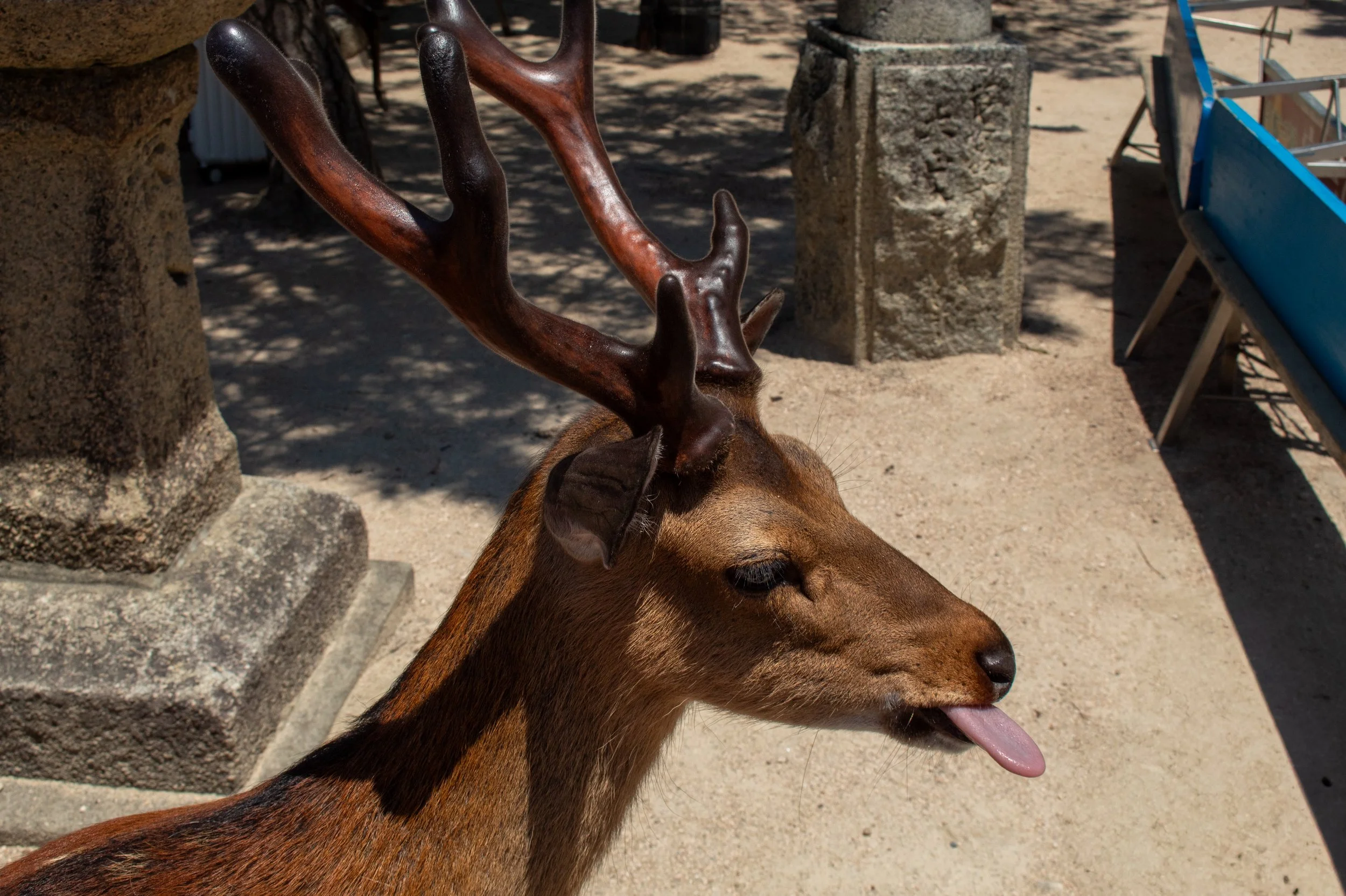 A young deer with brown fur and antlers sticking out, licking its nose in a sandy outdoor area with stone structures and a blue chair.