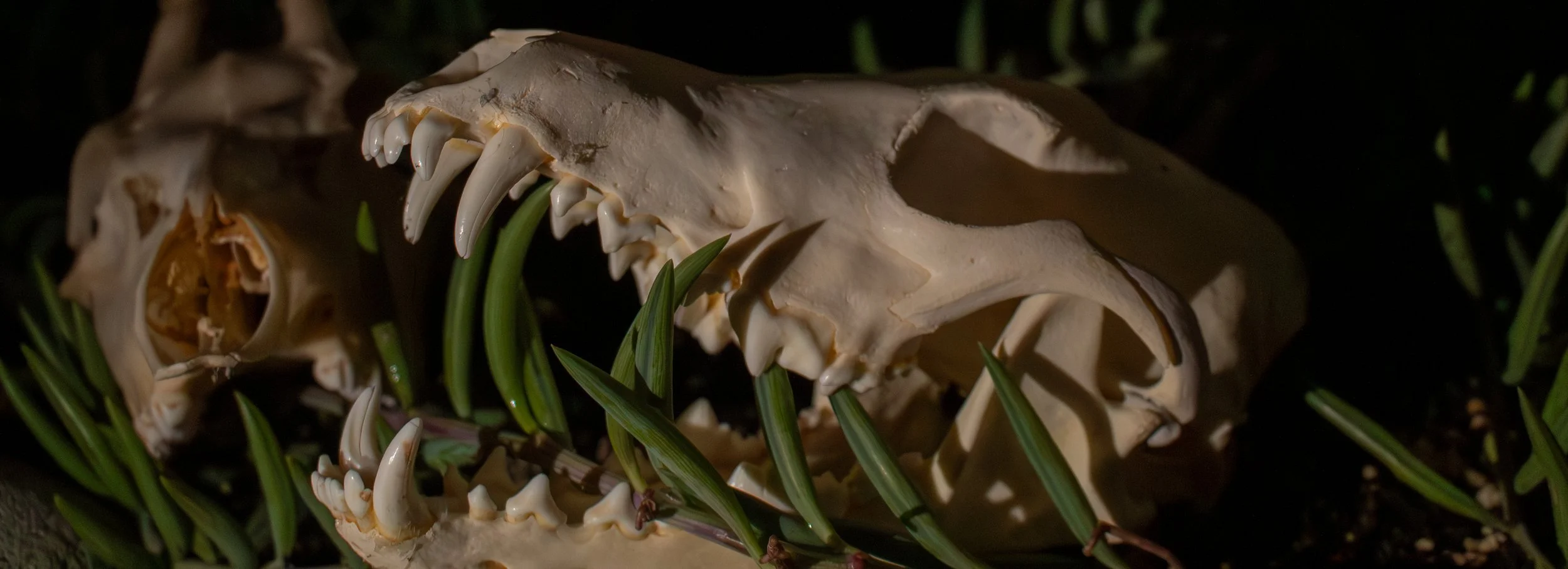 Animal skull with sharp teeth partially buried in grass and dirt.