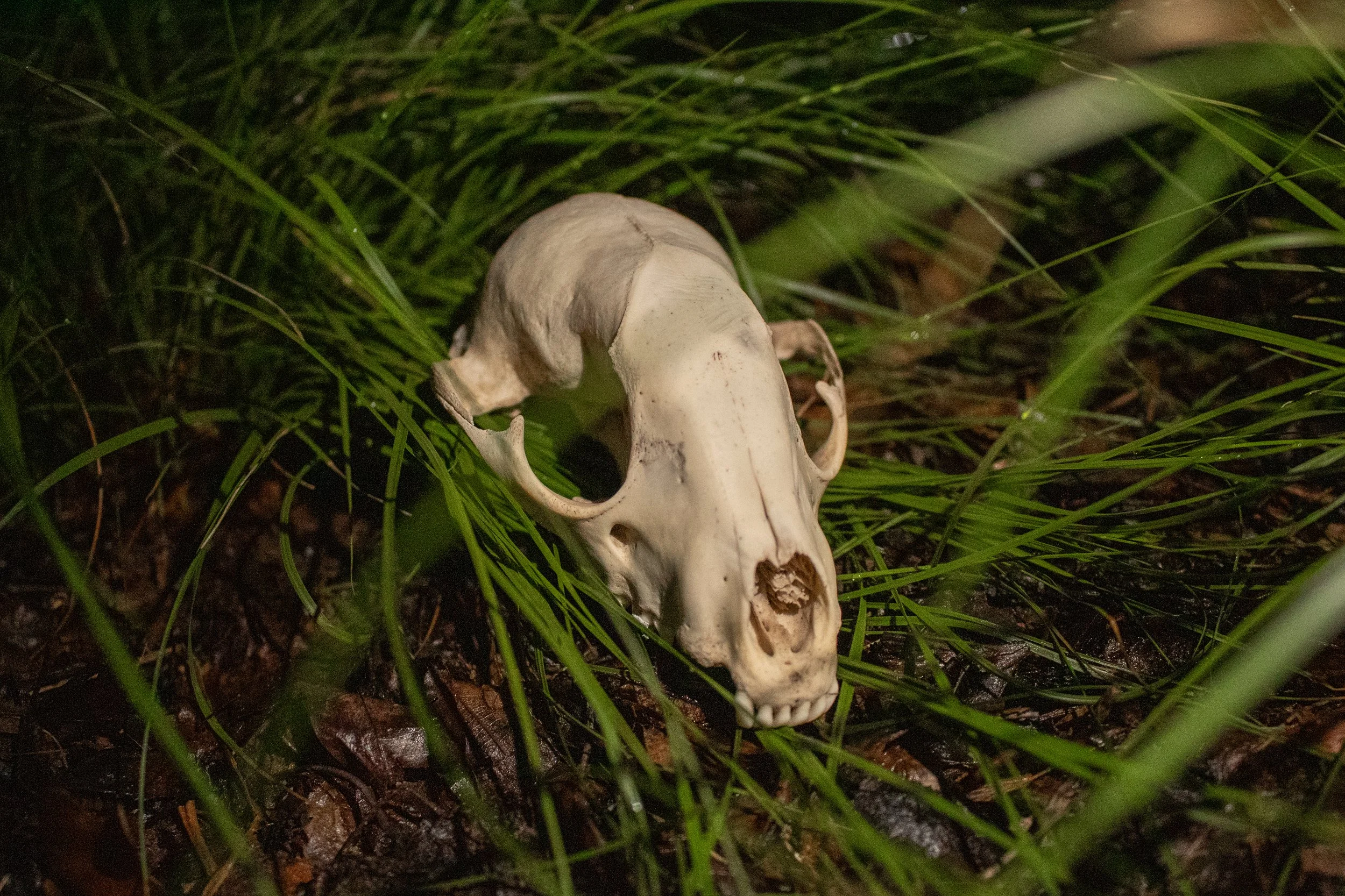 Animal skull on green grass with damp soil.