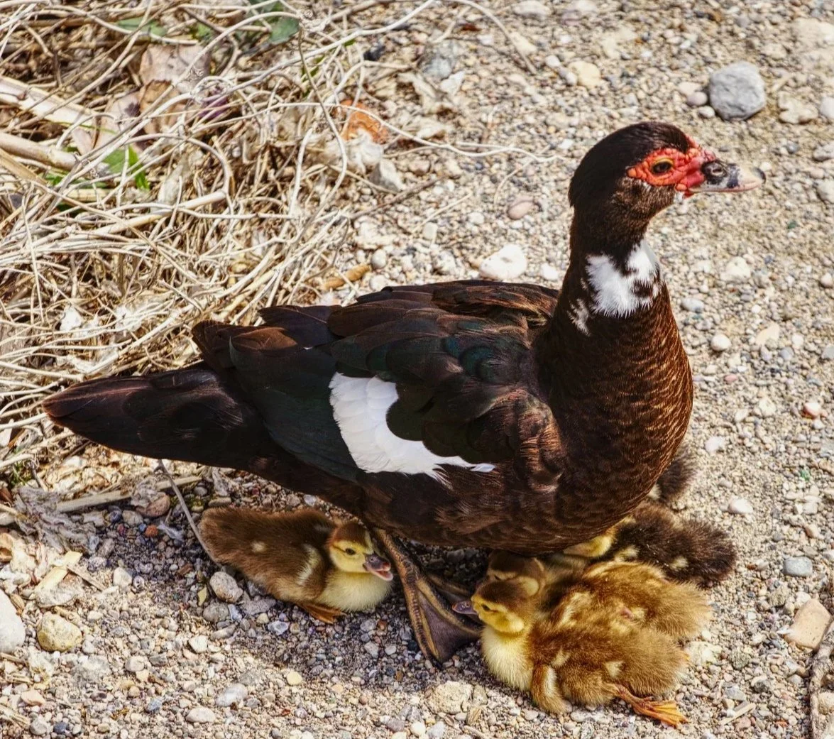 Muscovy+duck+and+chicks+insta+-+IMG_3770.jpg