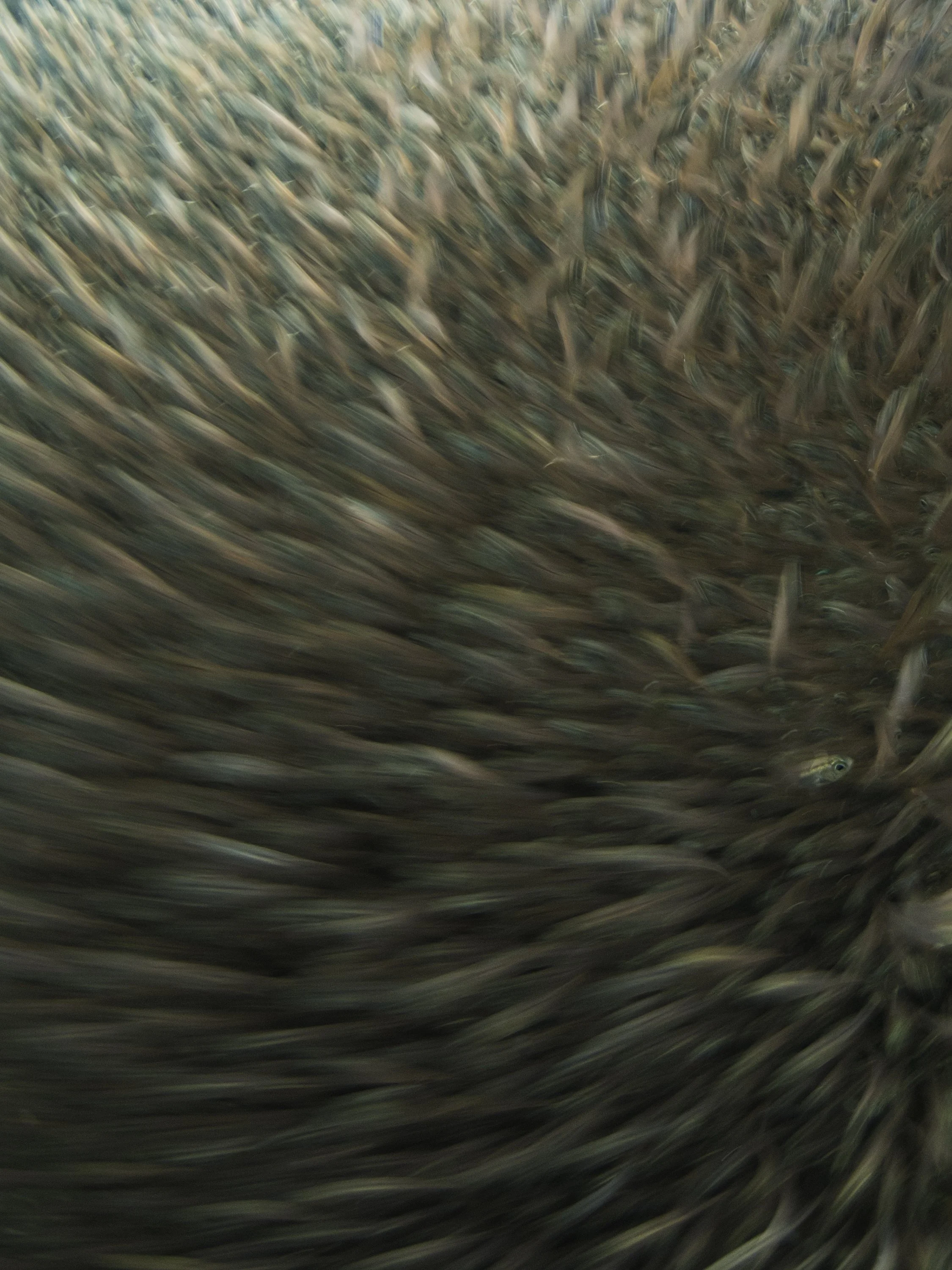 Against the flow_2250x3000.jpg