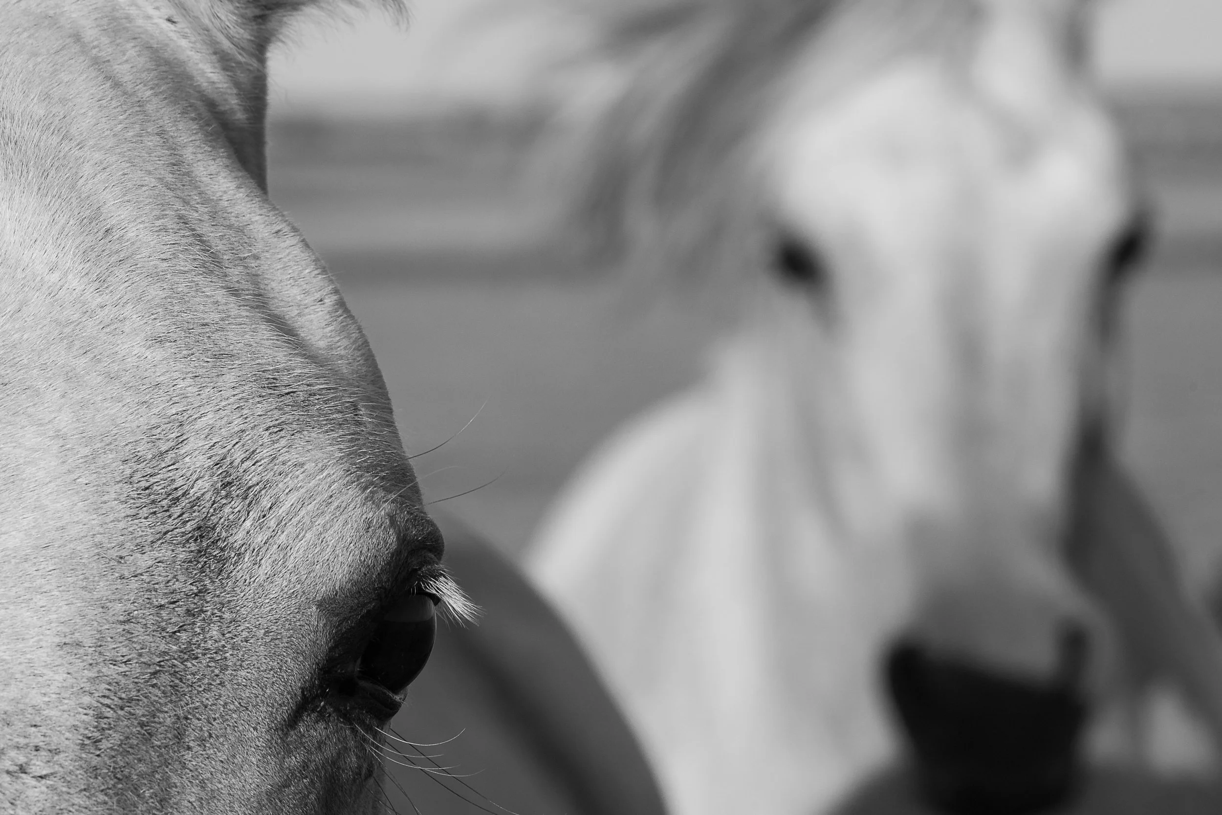 White horses_3000x2000.jpg