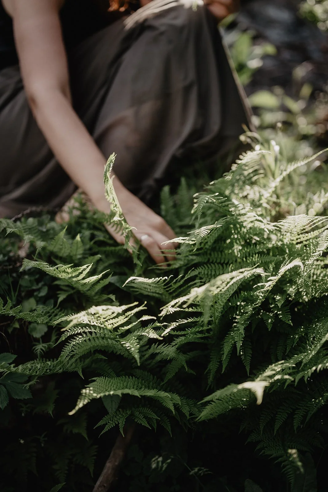 Hand picking fern