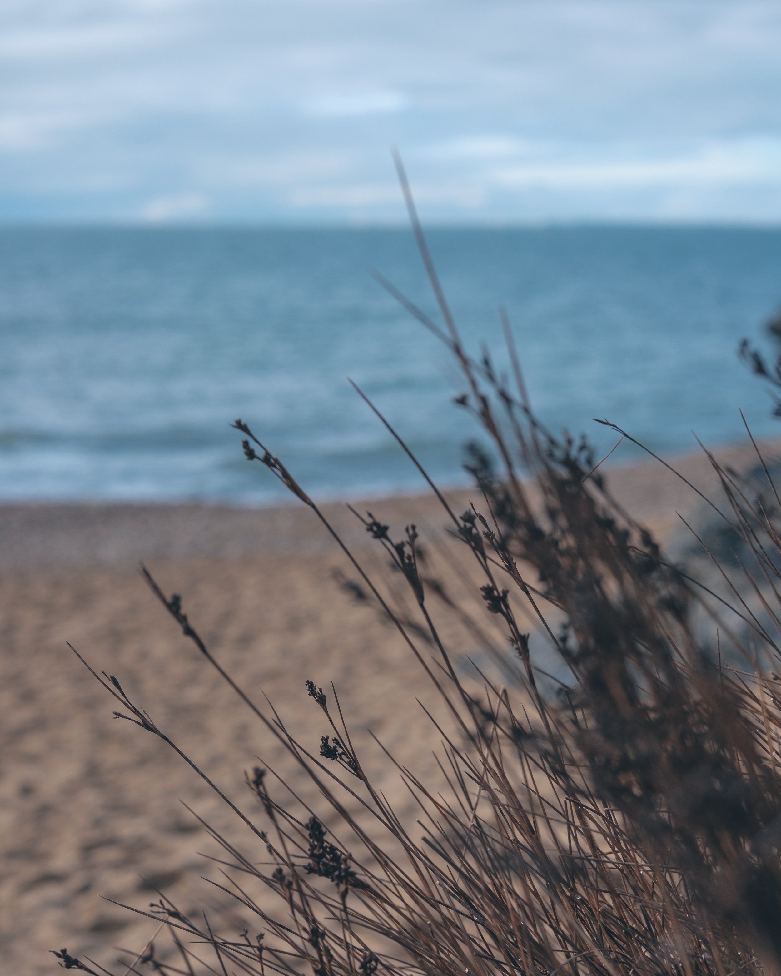 Herbes sèches au bord de la plage avec vue sur la mer et ciel nuageux en arrière-plan.