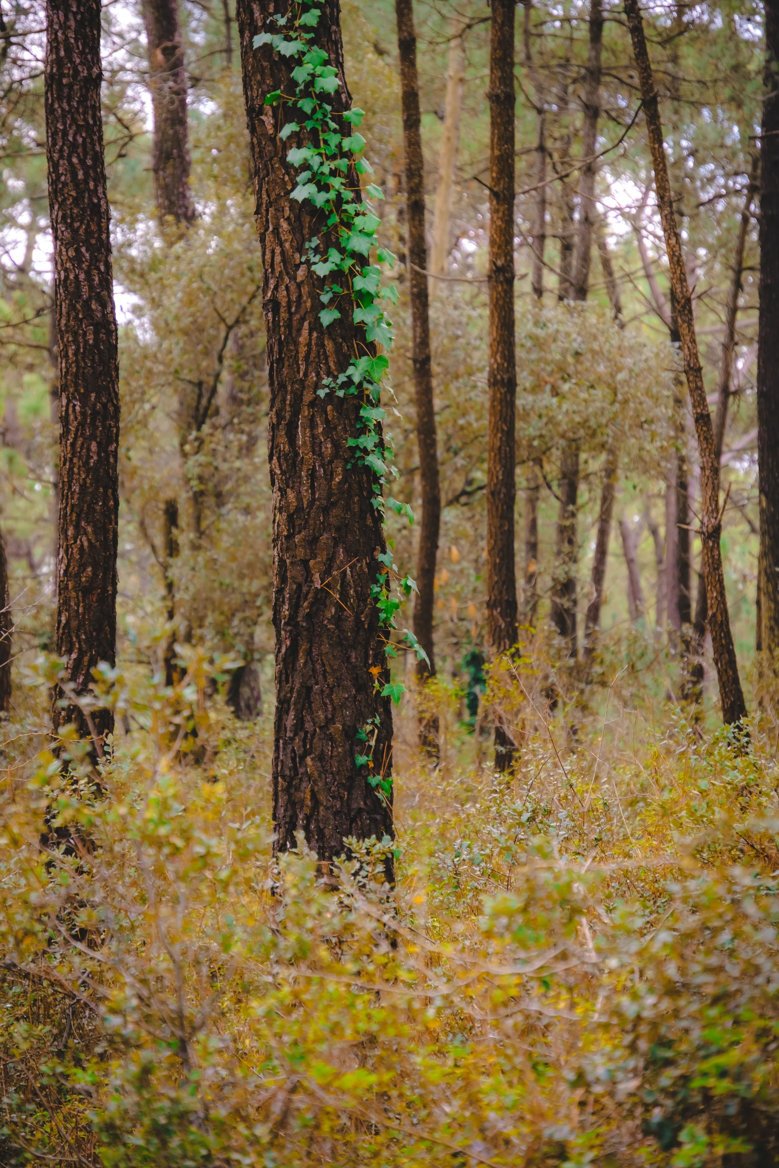 Une forêt avec des arbres et des vignes qui grimpent le long des troncs.