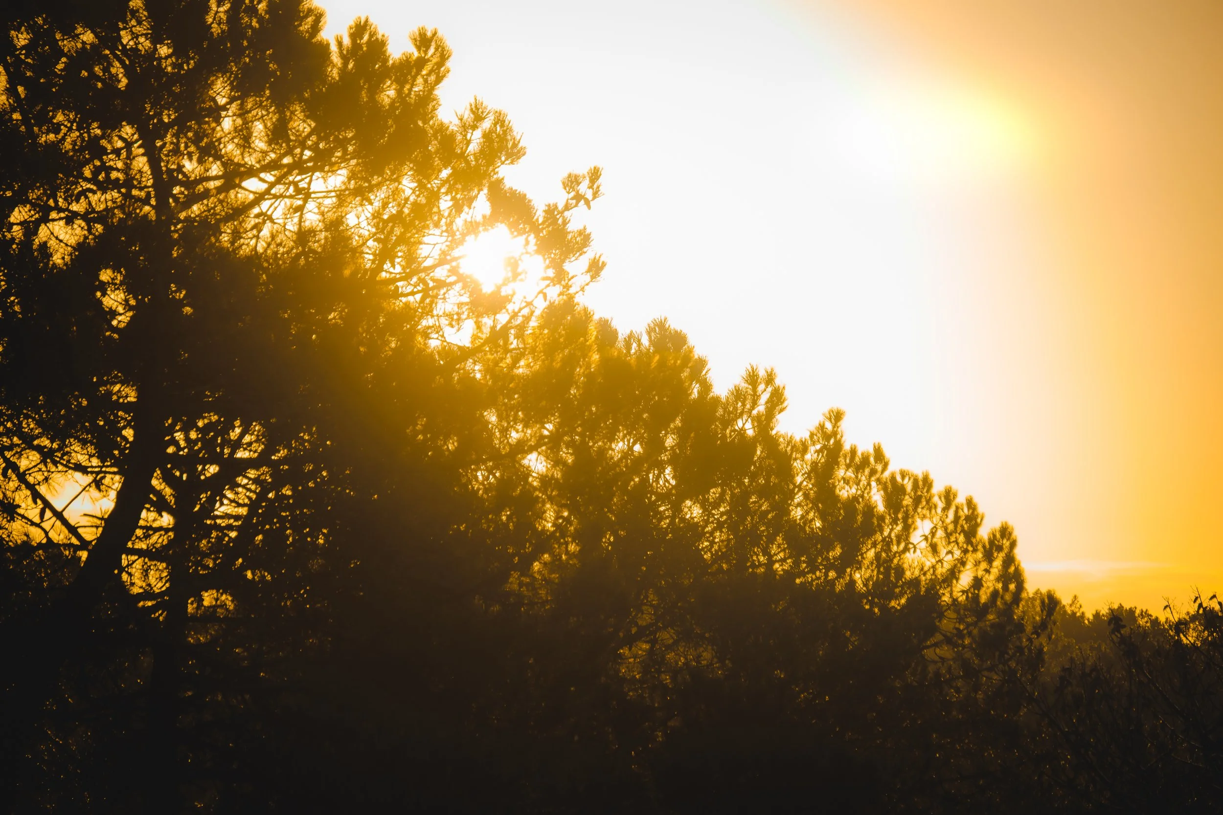 Ciel au coucher du soleil derrière des arbres feuillus.