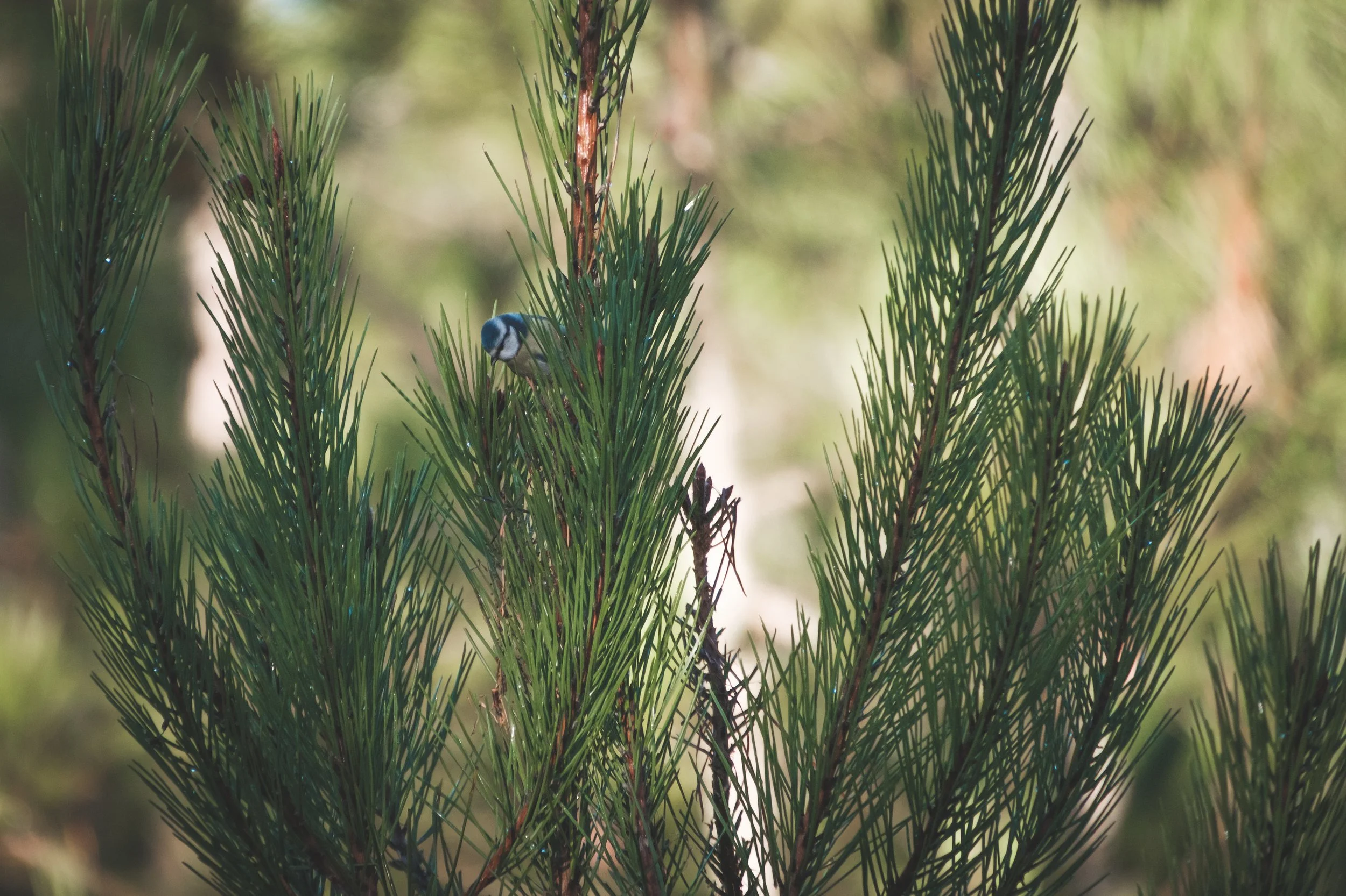 Un oiseau bleu posé sur une branche d'arbre vert avec un fond flou.