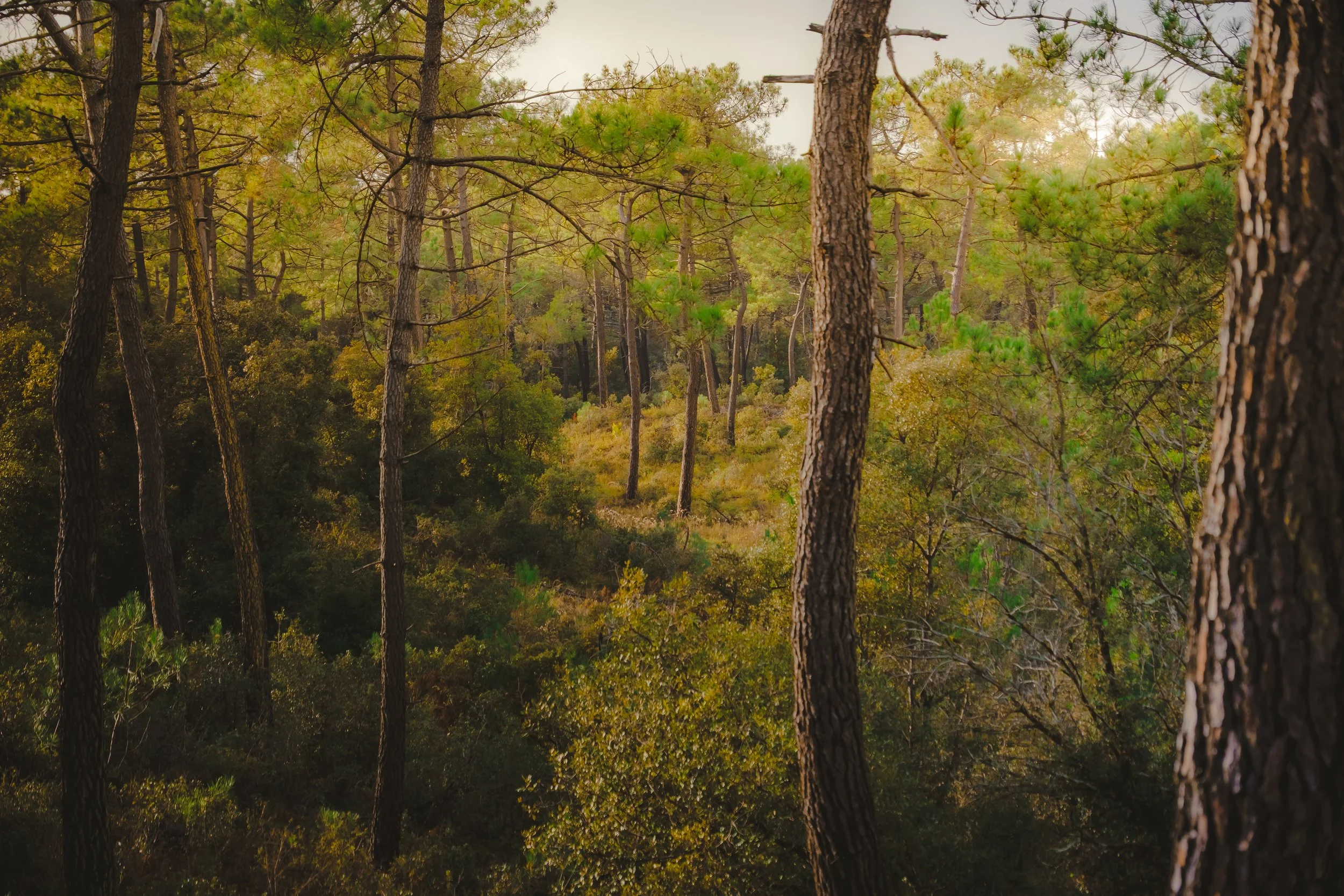 Une forêt avec des arbres verts et des feuillages denses.