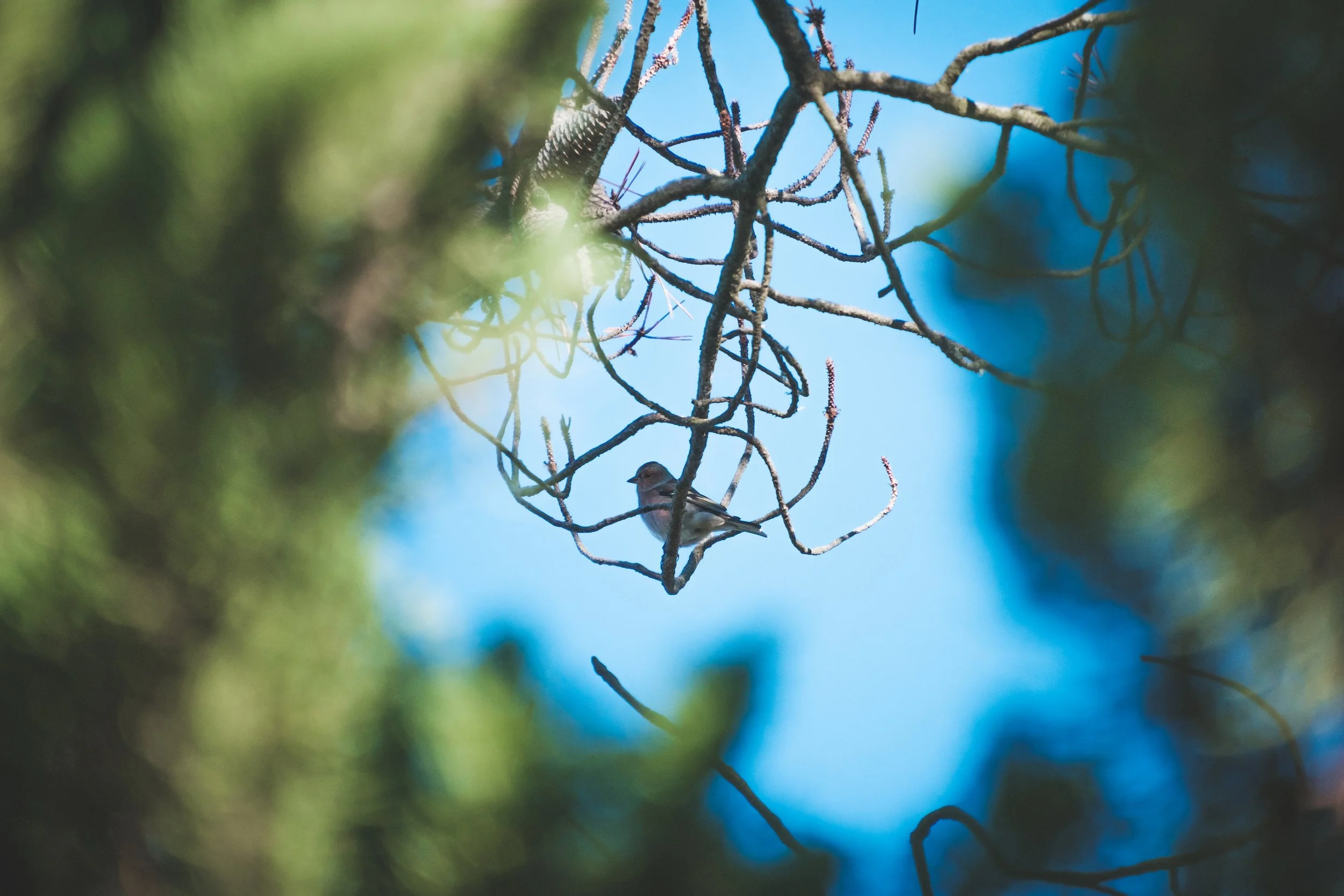 Un petit oiseau perché sur une branche d'arbre vu à travers la végétation, avec un ciel bleu en arrière-plan.