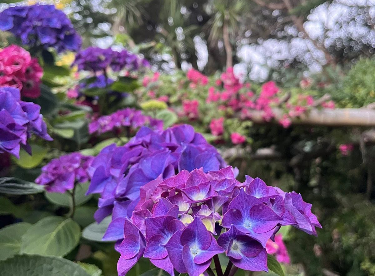 	
Jardin botanique de Vauville, La Hague, Cotentin, la Manche, Normandie, Normandy, France, Mont Saint Michel