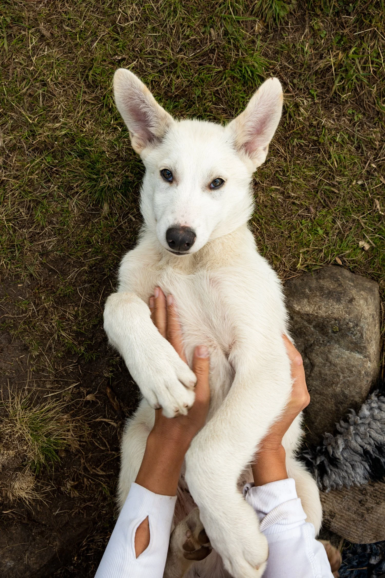 Huskyvalp ligger på ryggen på bakken og bli kost på magen.